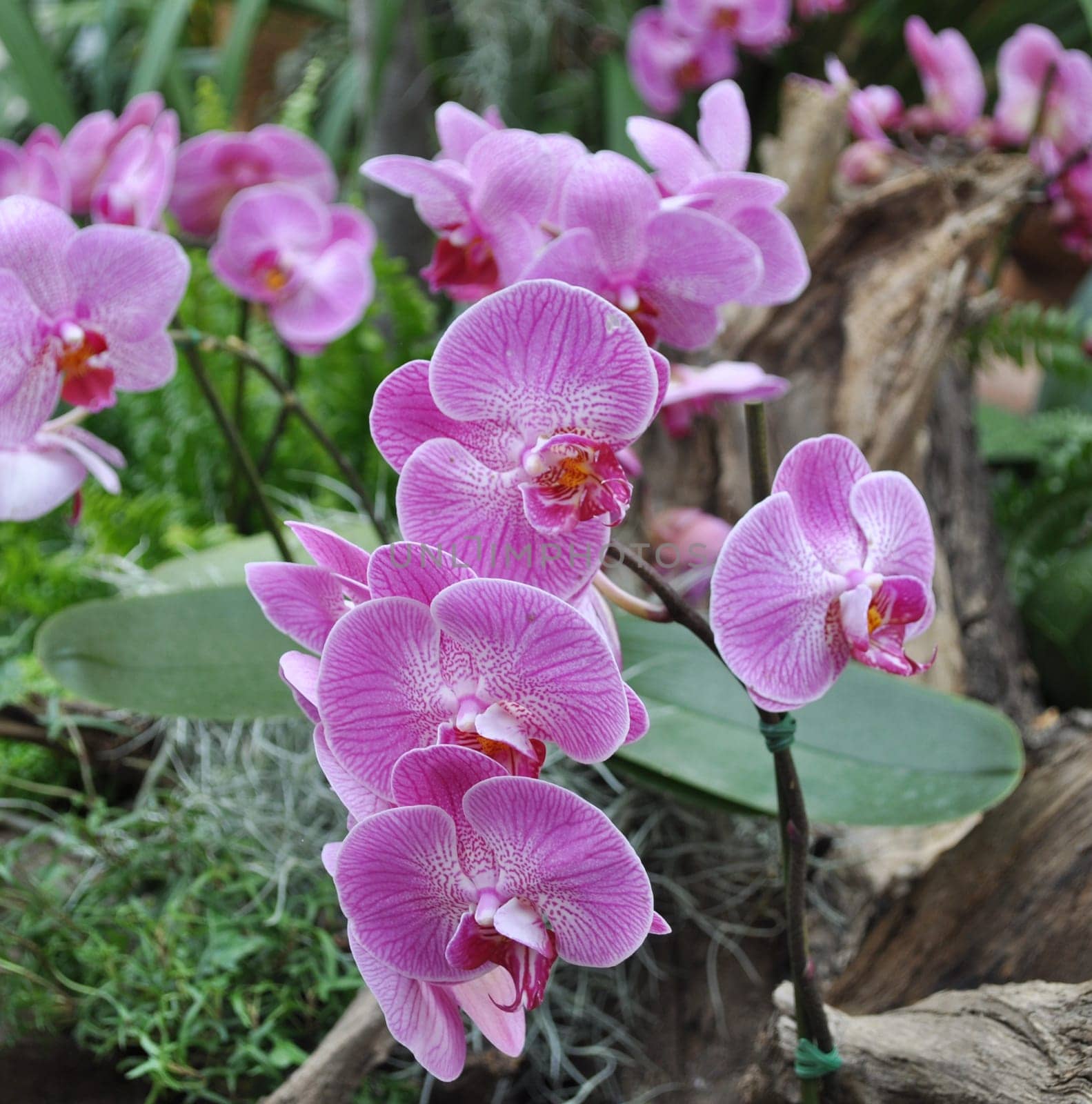 Detail of orchid flower of family Orchidaceae