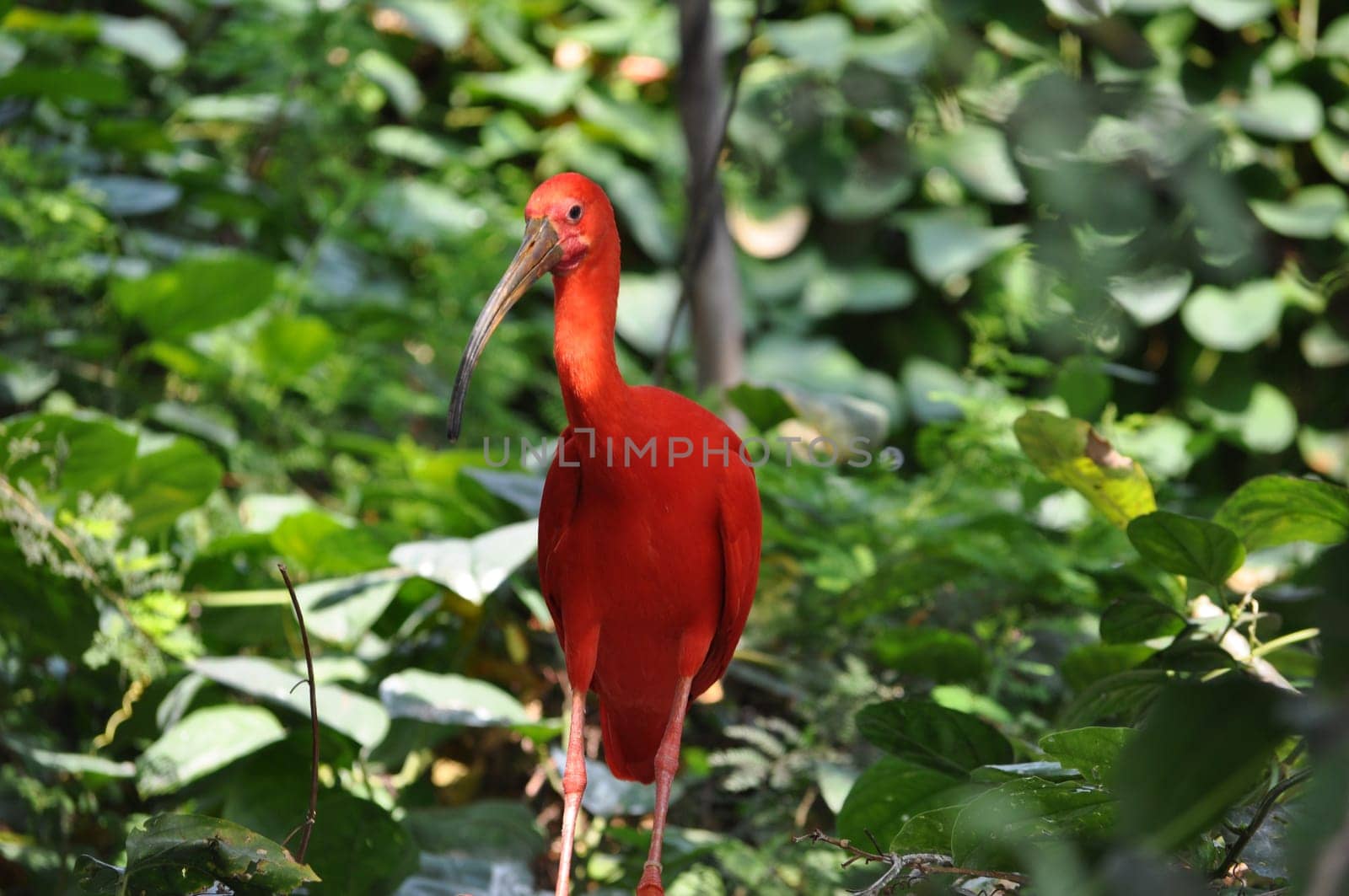 Scarlet Ibis (Eudocimus ruber) red tropical bird