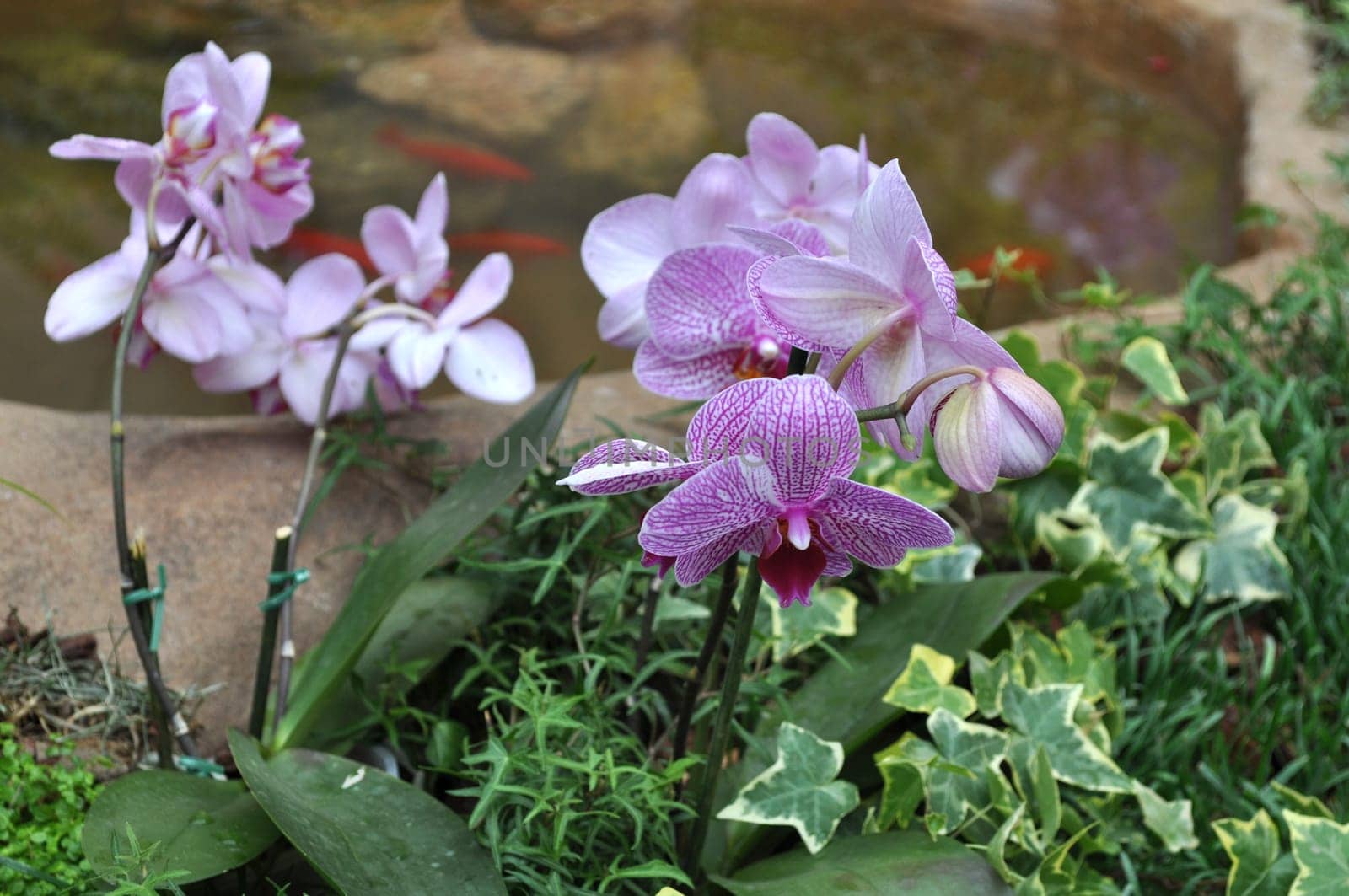 Detail of orchid flower of family Orchidaceae