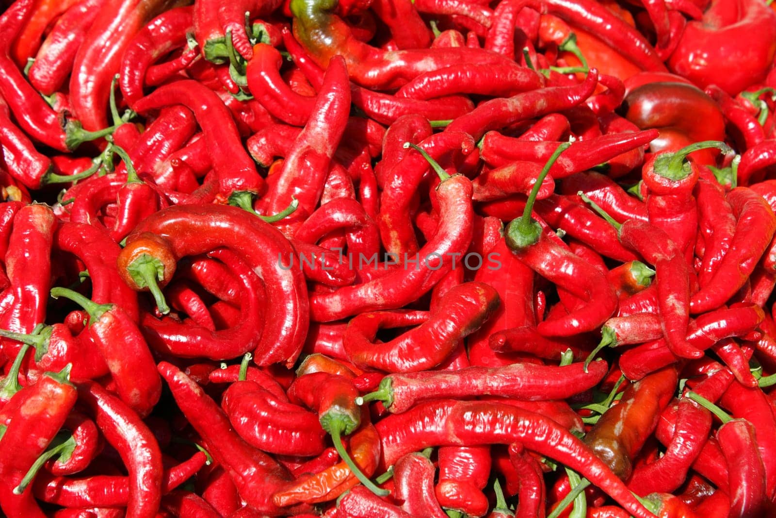 Background of long hot red peppers with green stems outside in the day light.