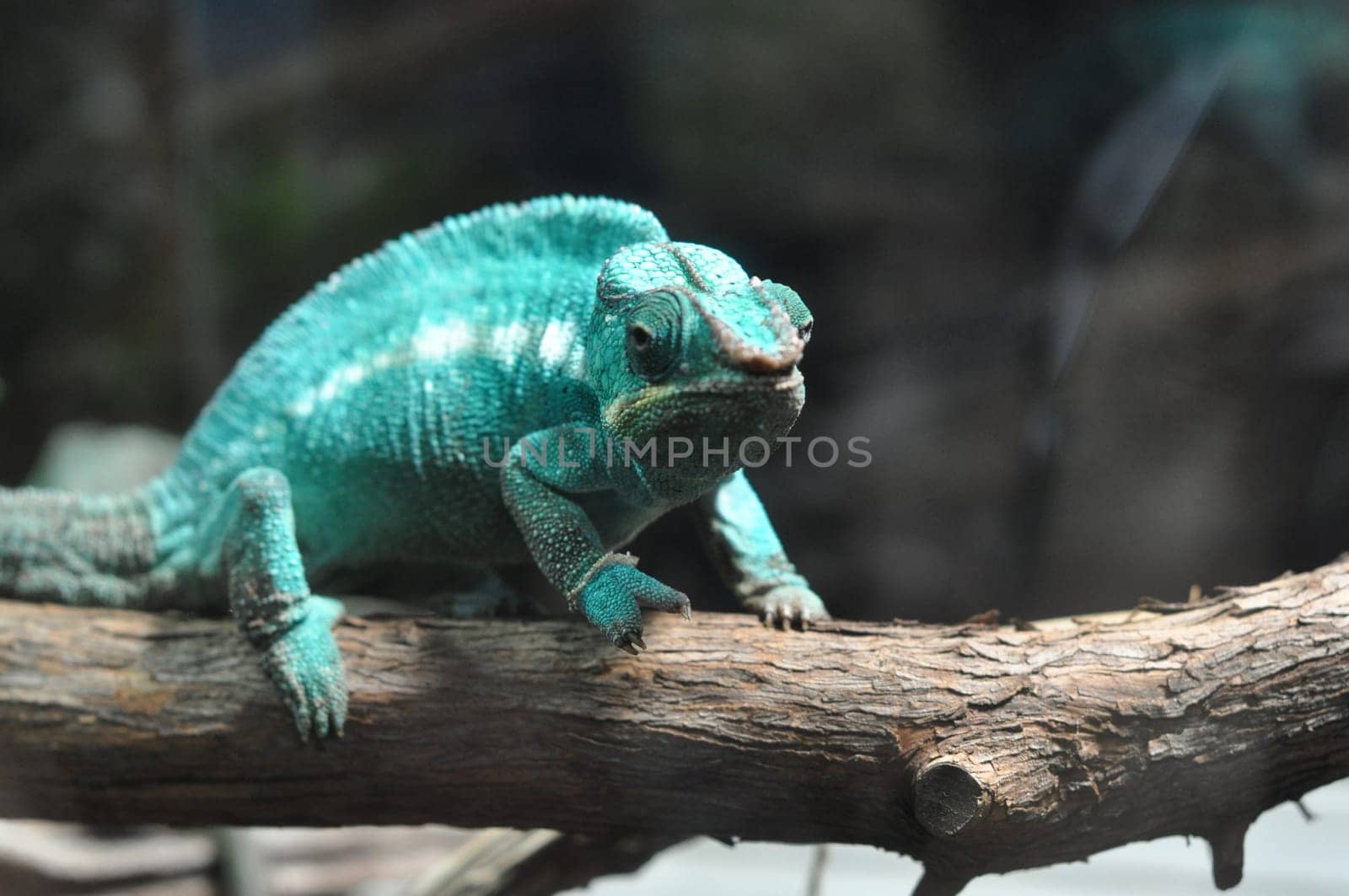 Chameleon lizard of the family of Chamaeleonidae