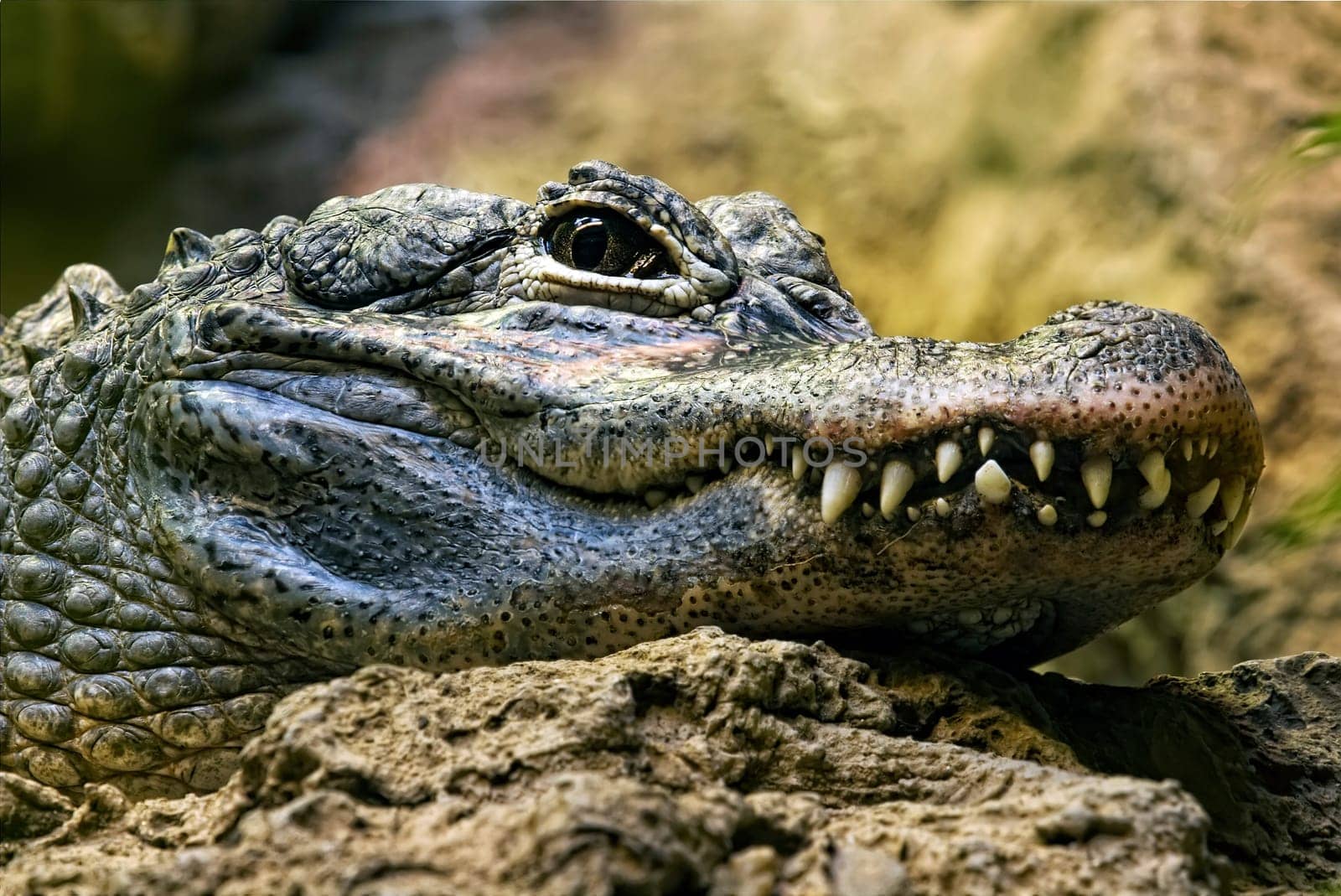 Crocodile teeth and detail of the eye, Semi hidden.