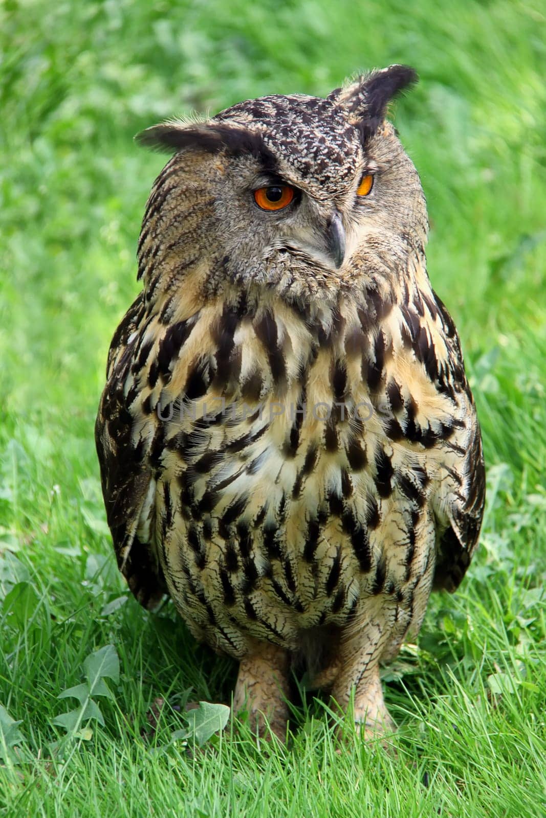 Eagle owl