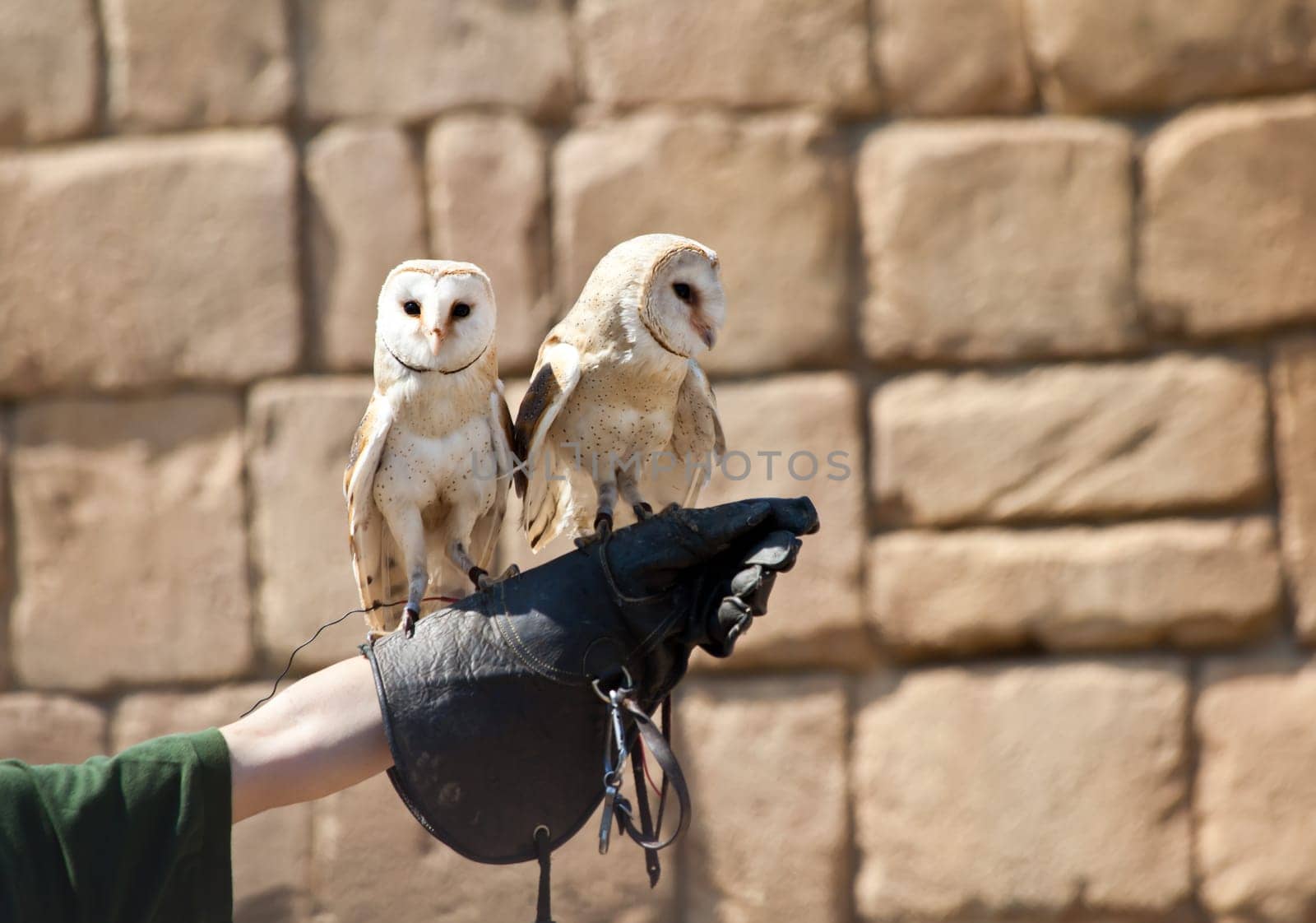 The Barn Owl (Tyto alba) is the most widely distributed species of owl, and one of the most widespread of all birds. It is also referred to as Common Barn Owl, to distinguish it from other species in the barn-owl family Tytonidae.