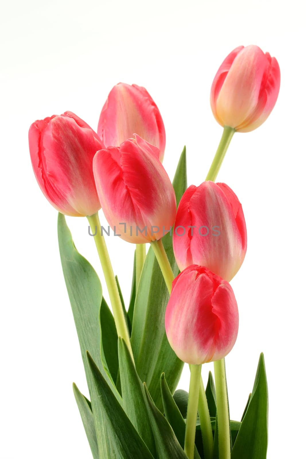 Tulips on white background. Tulipa