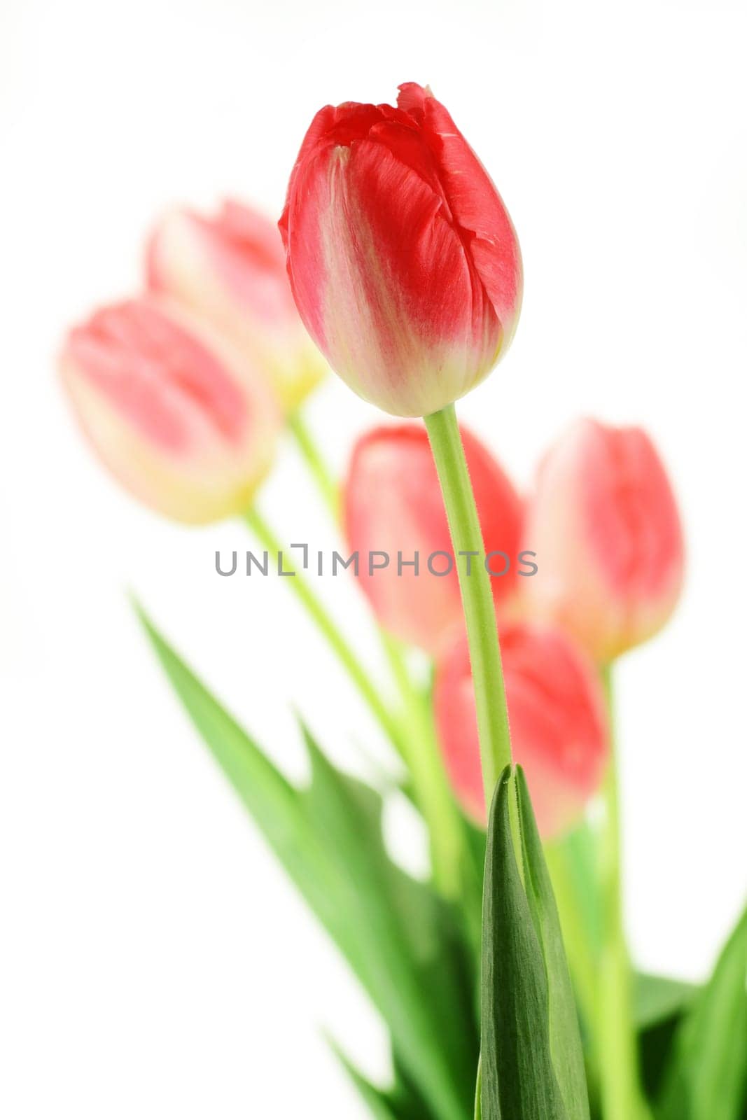 Tulips on white background. Tulipa