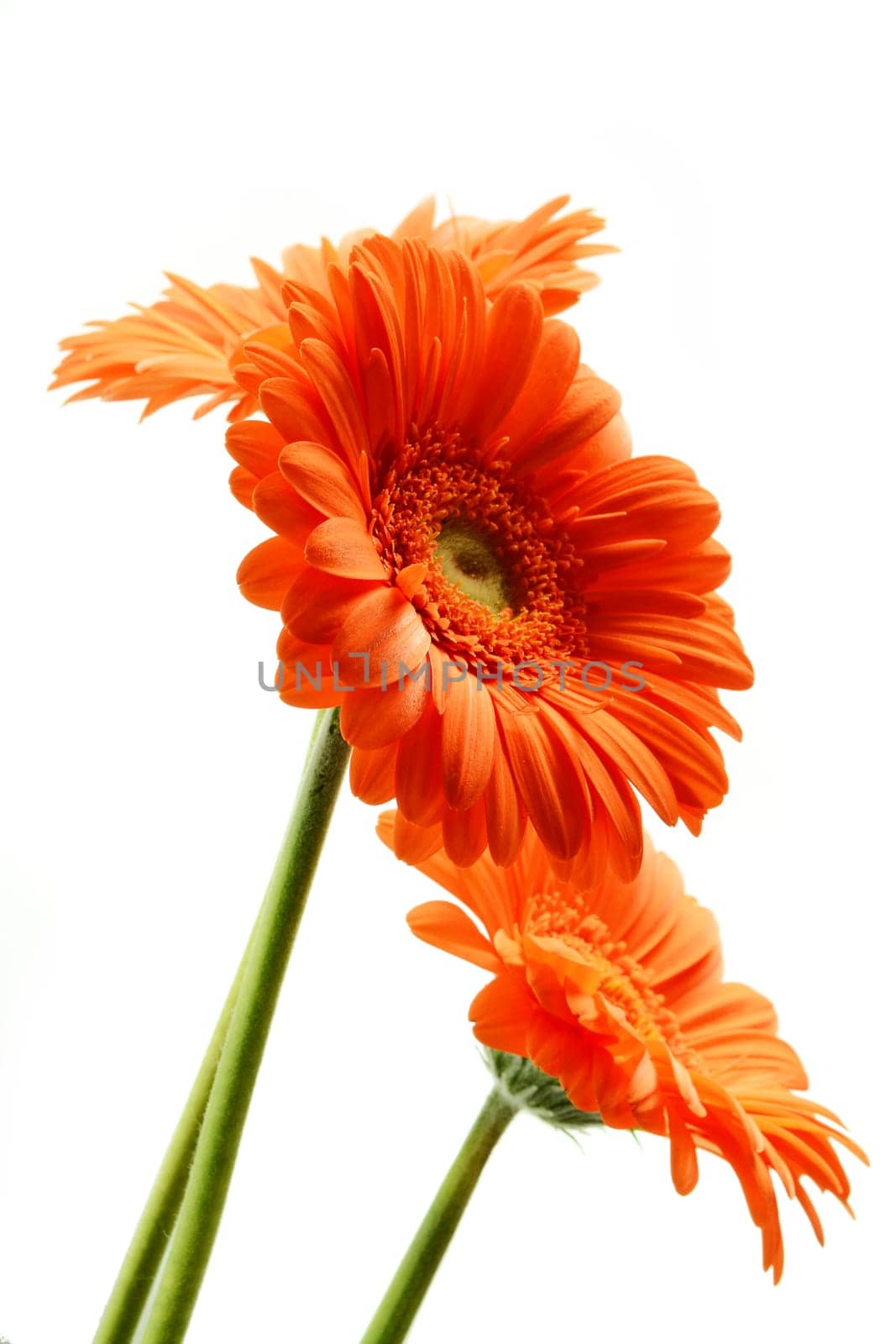Gerbera. Flowers isoalted on white