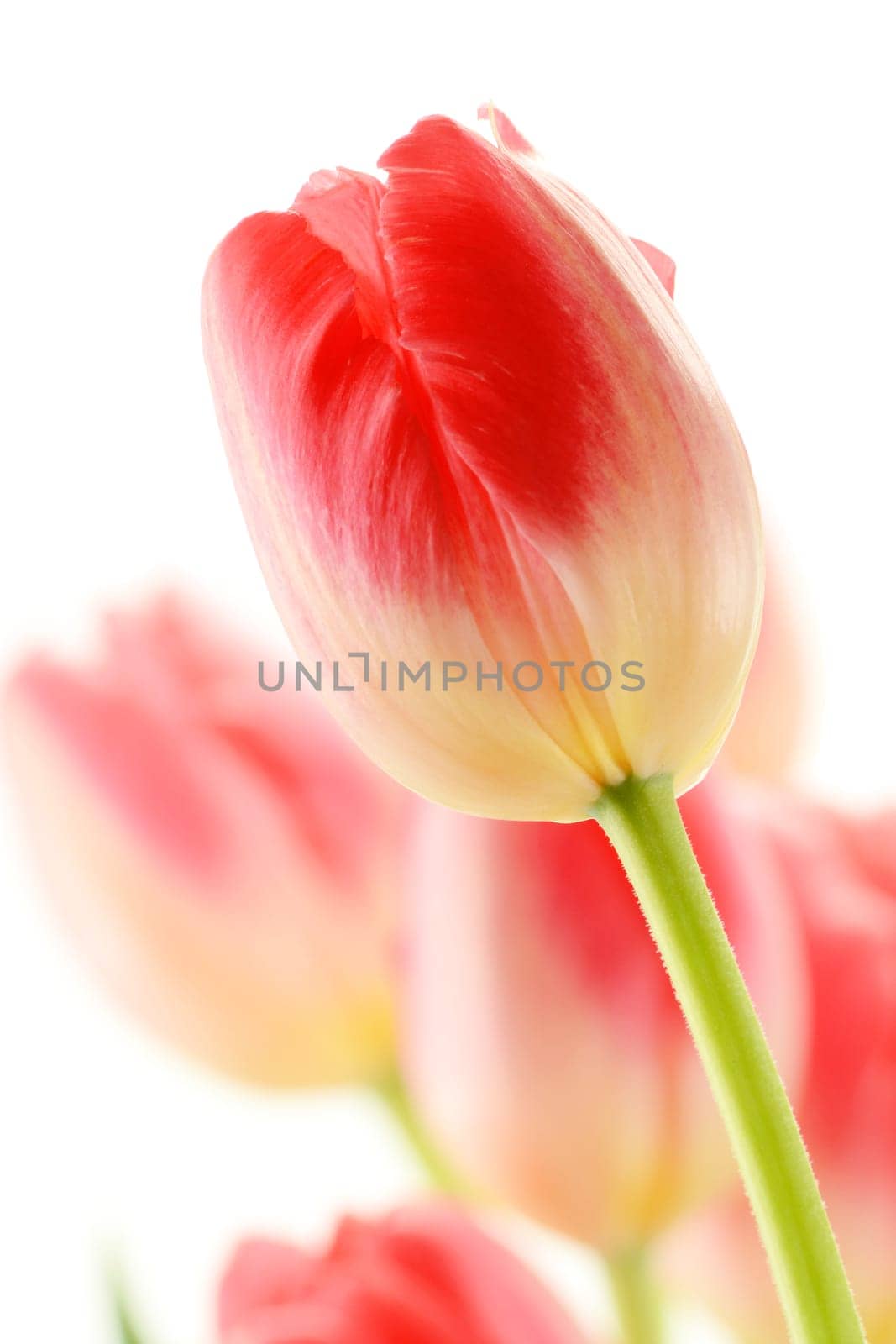 Tulips on white background. Tulipa