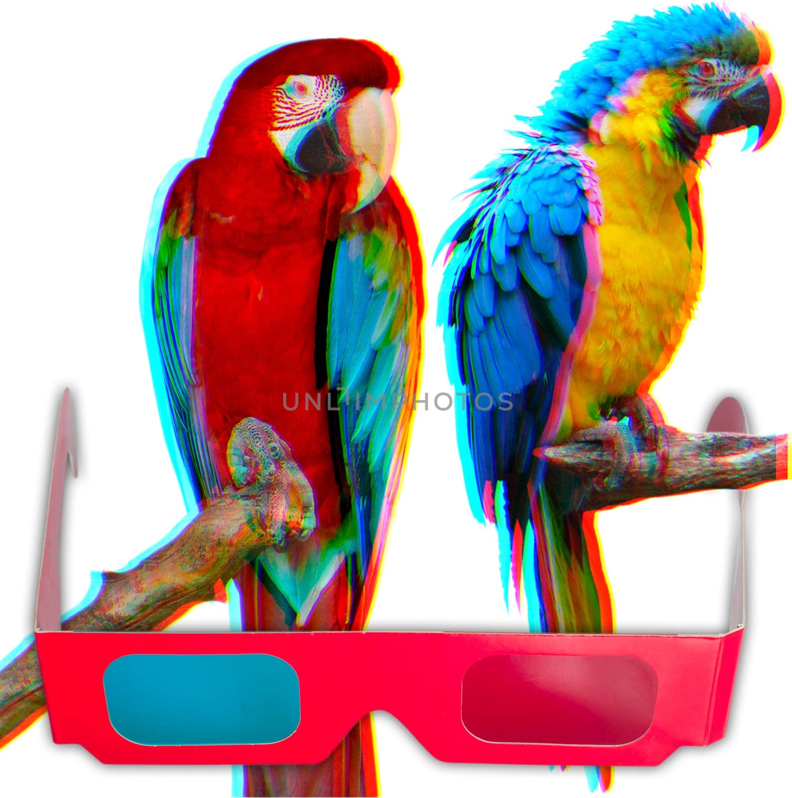 Paper 3D Glasses and Three Dimensional Image of Ara Parrots