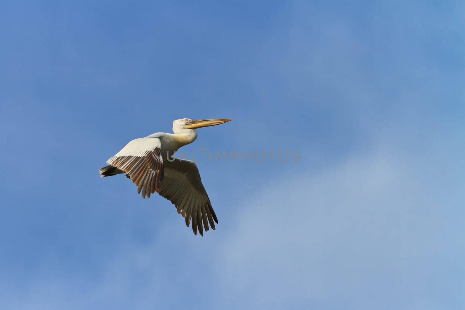 Dalmatian Pelican in flight on a blue sky