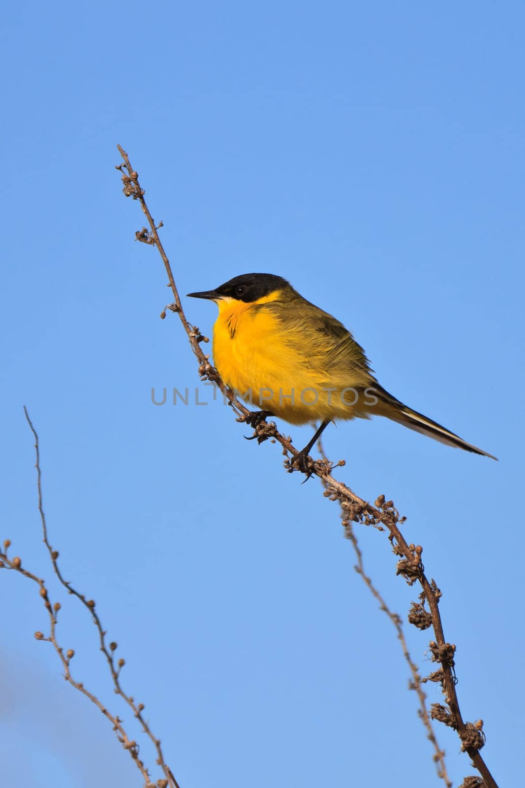 yellow wagtail warble on a tree twig