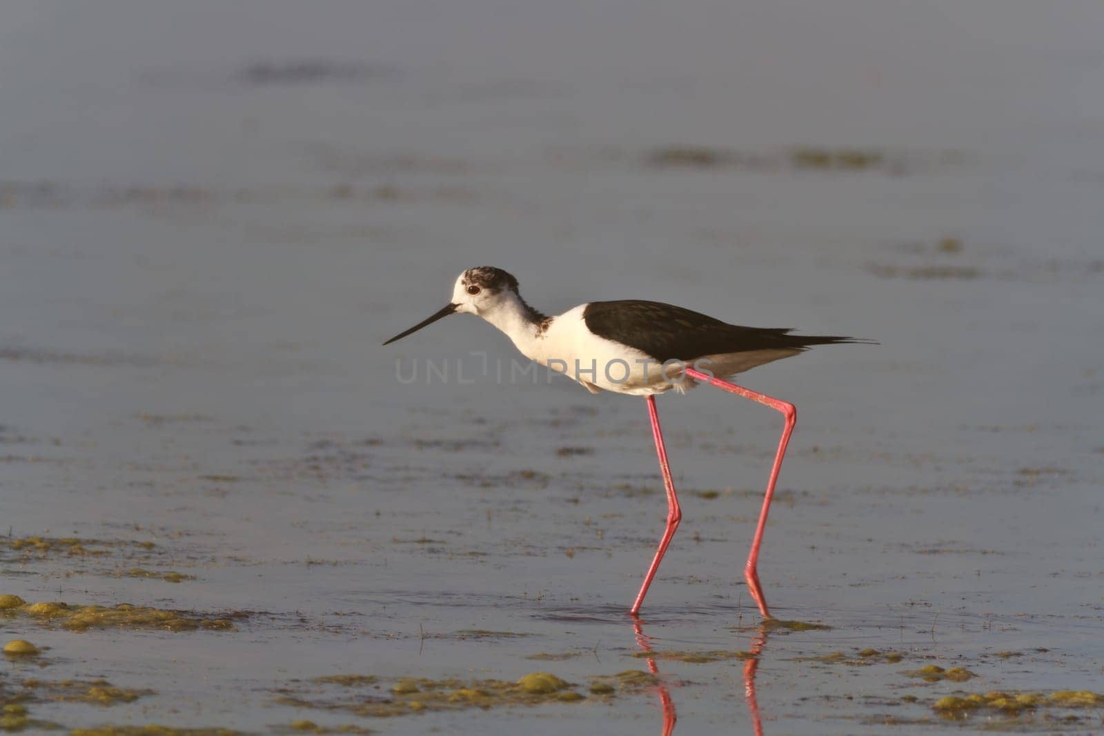 black winged stilt (Himantopus himantopus) in Danube Delta, Romania