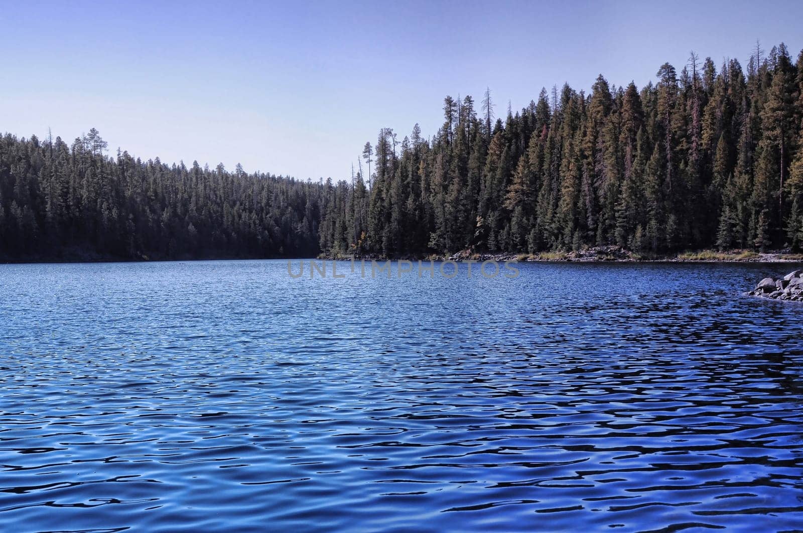 Forest lake in the remote Arizona mountains