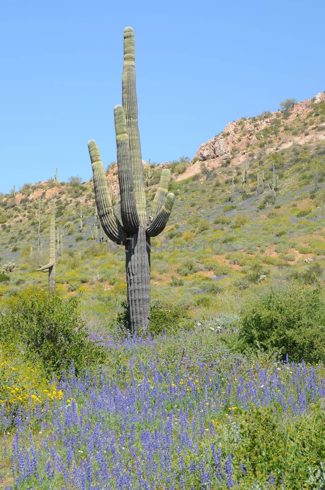 Arizona saguaro cactus among the spring wildflowers