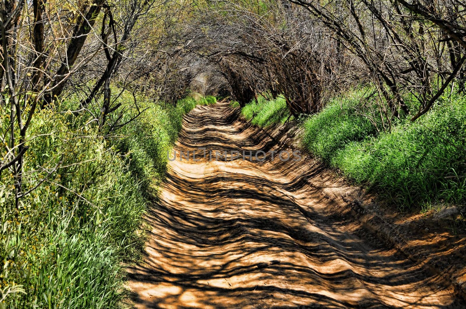 A road and path leading into a long natural green tunnel