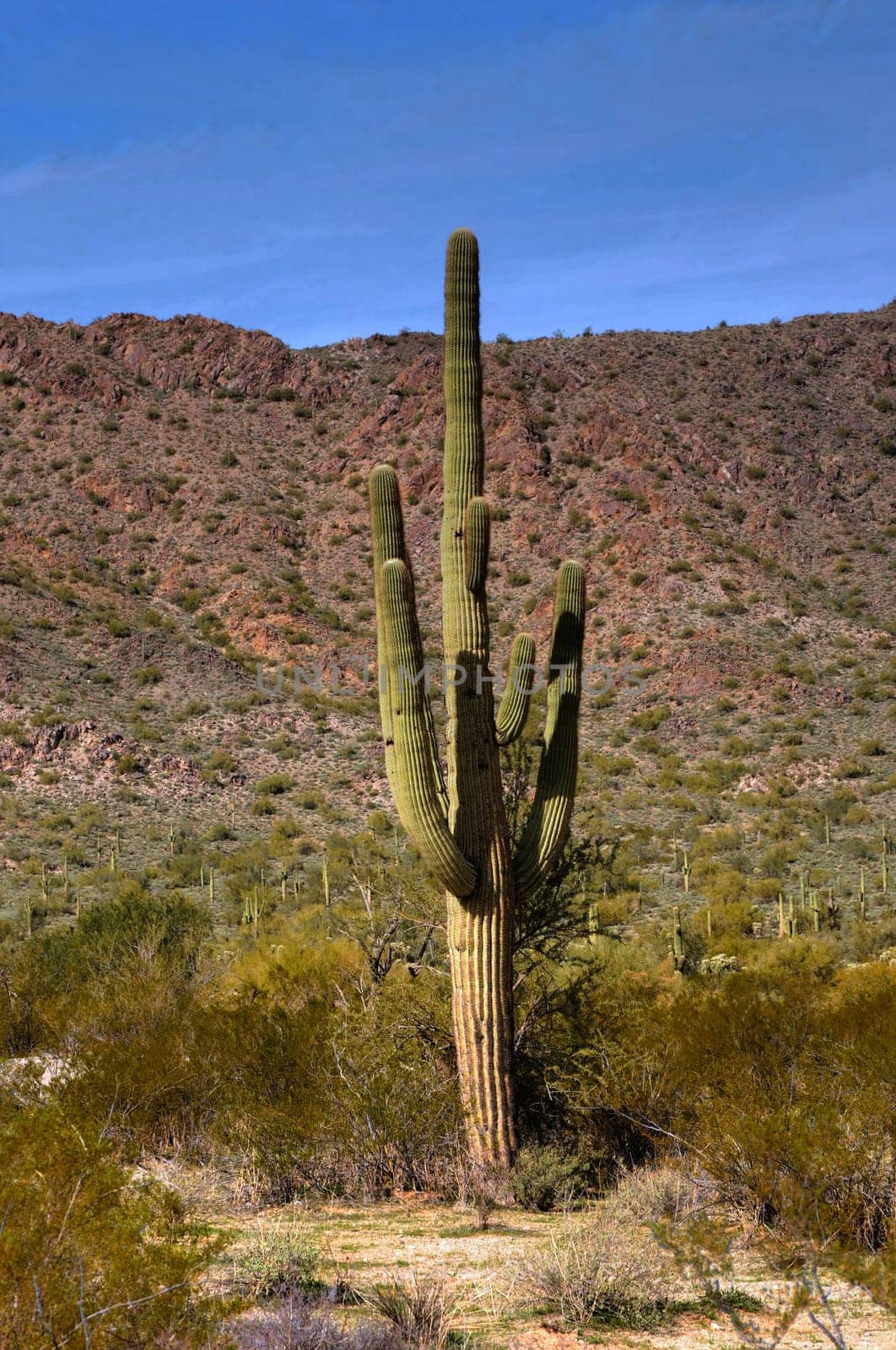 Cereus giganteus Saguaro cactus in the summer Arizona desert