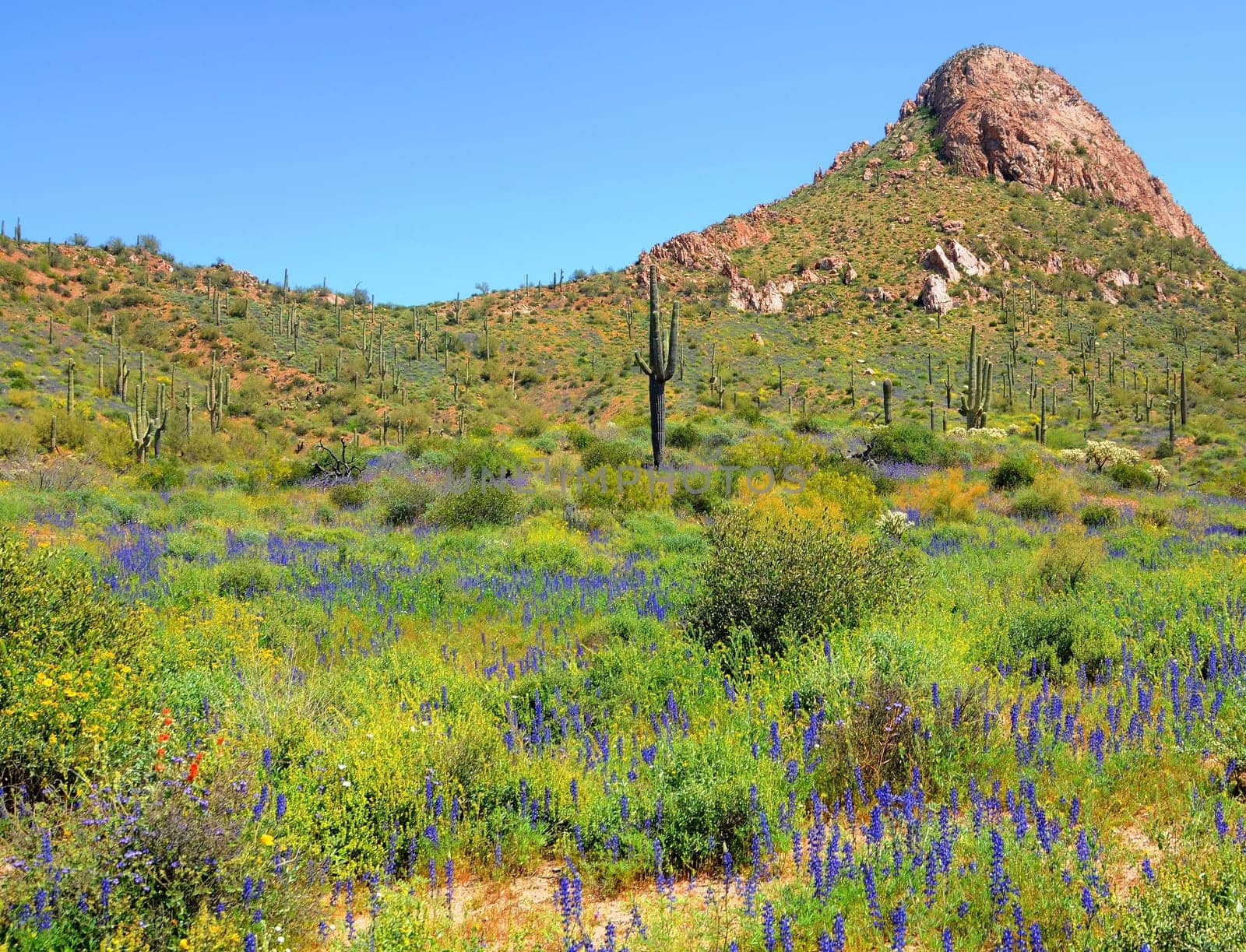 Arizona saguaro cacti among the spring wildflowers