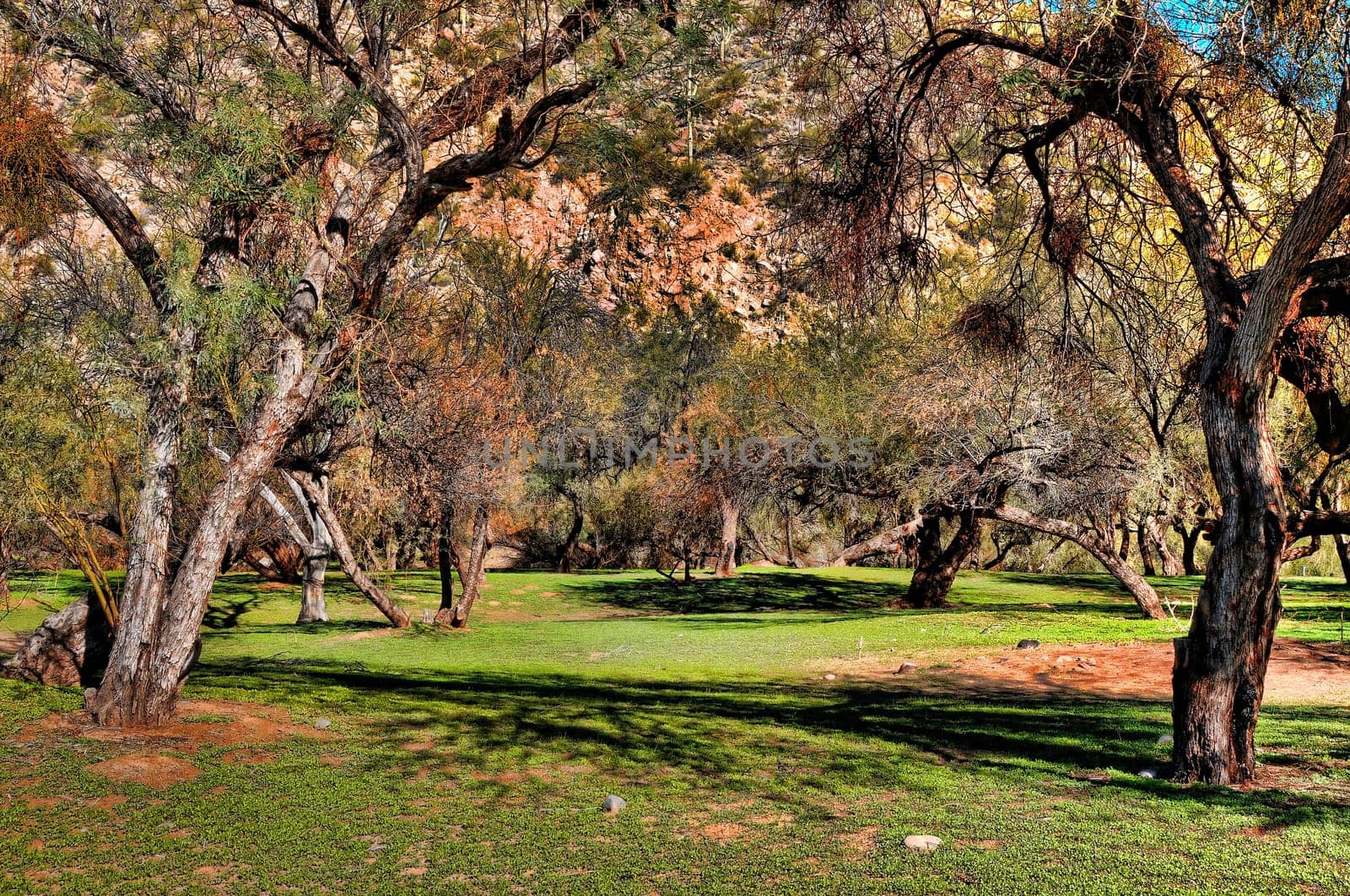 Lovely woods and park in Arizona autumn