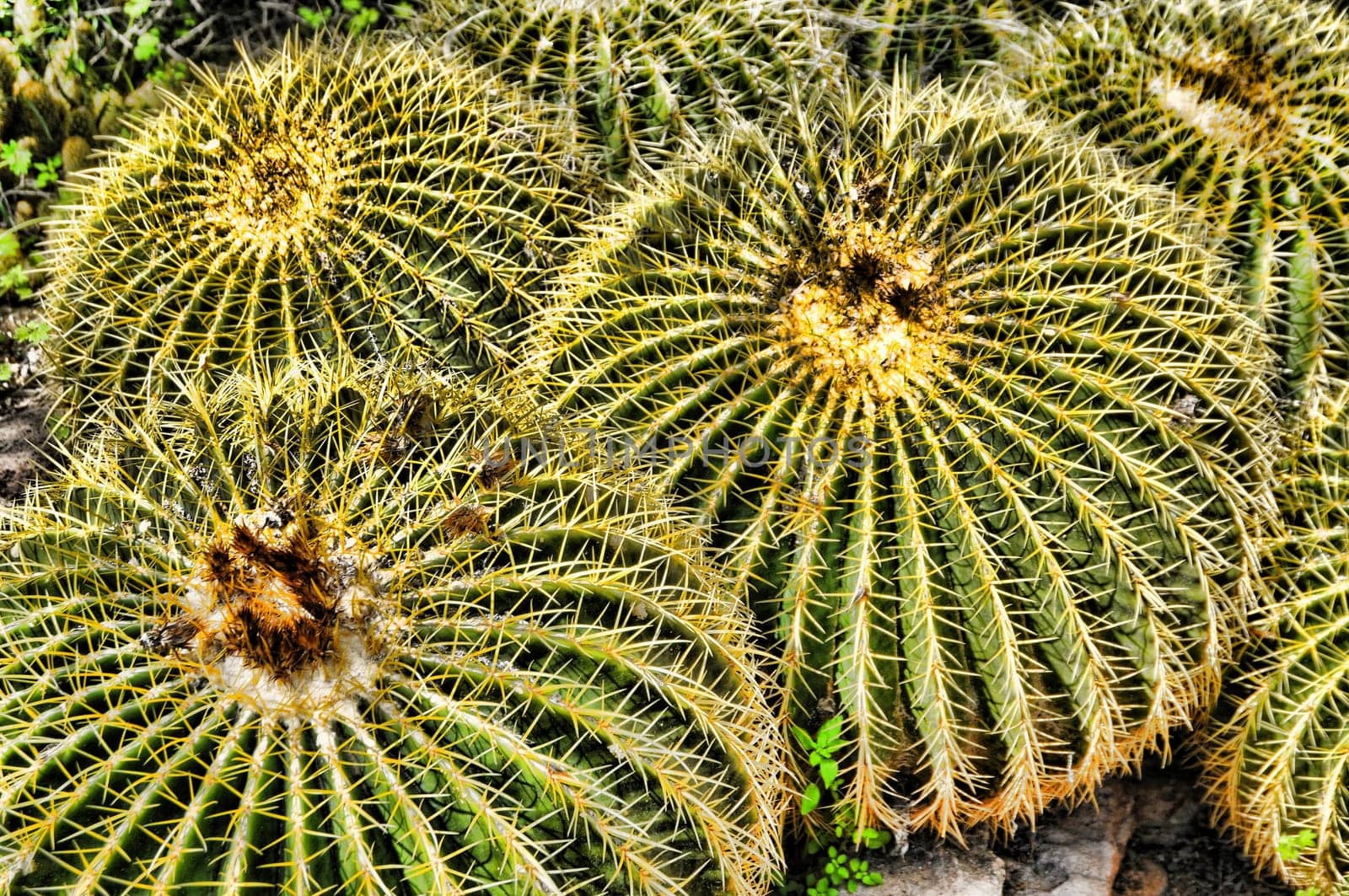 Barrel Cactus Ferocactus wislizenii in central Arizona