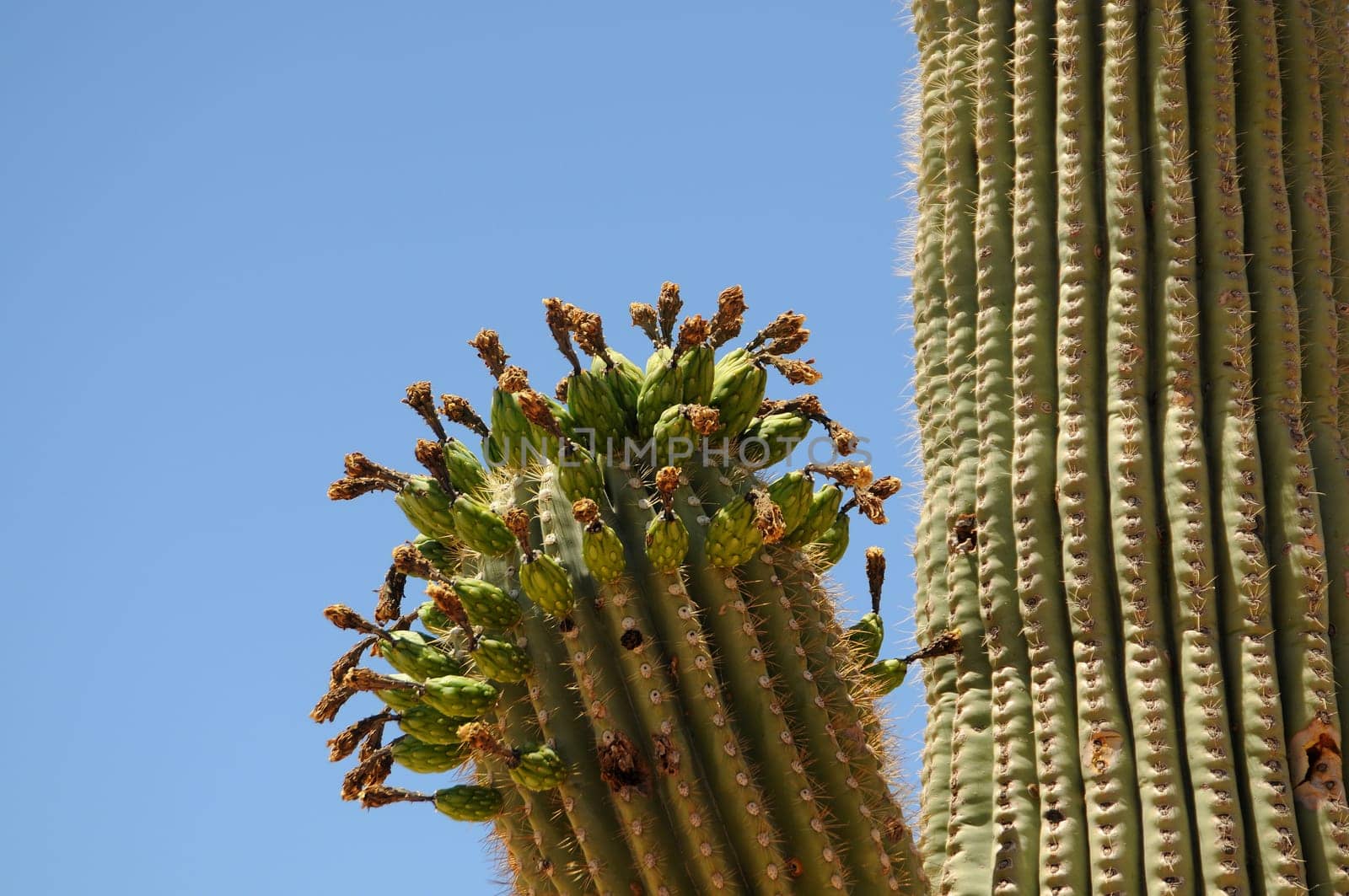 Drying out Saguaro cactus buds cereus giganteus