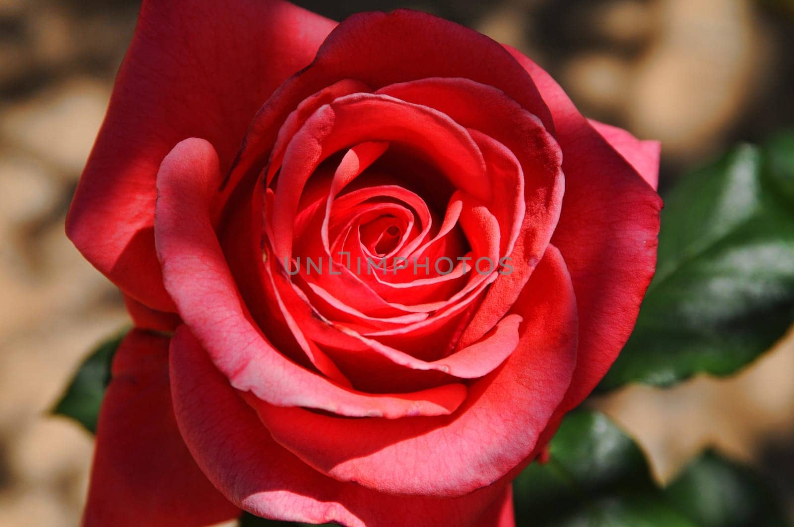 A single red rose still on the plant