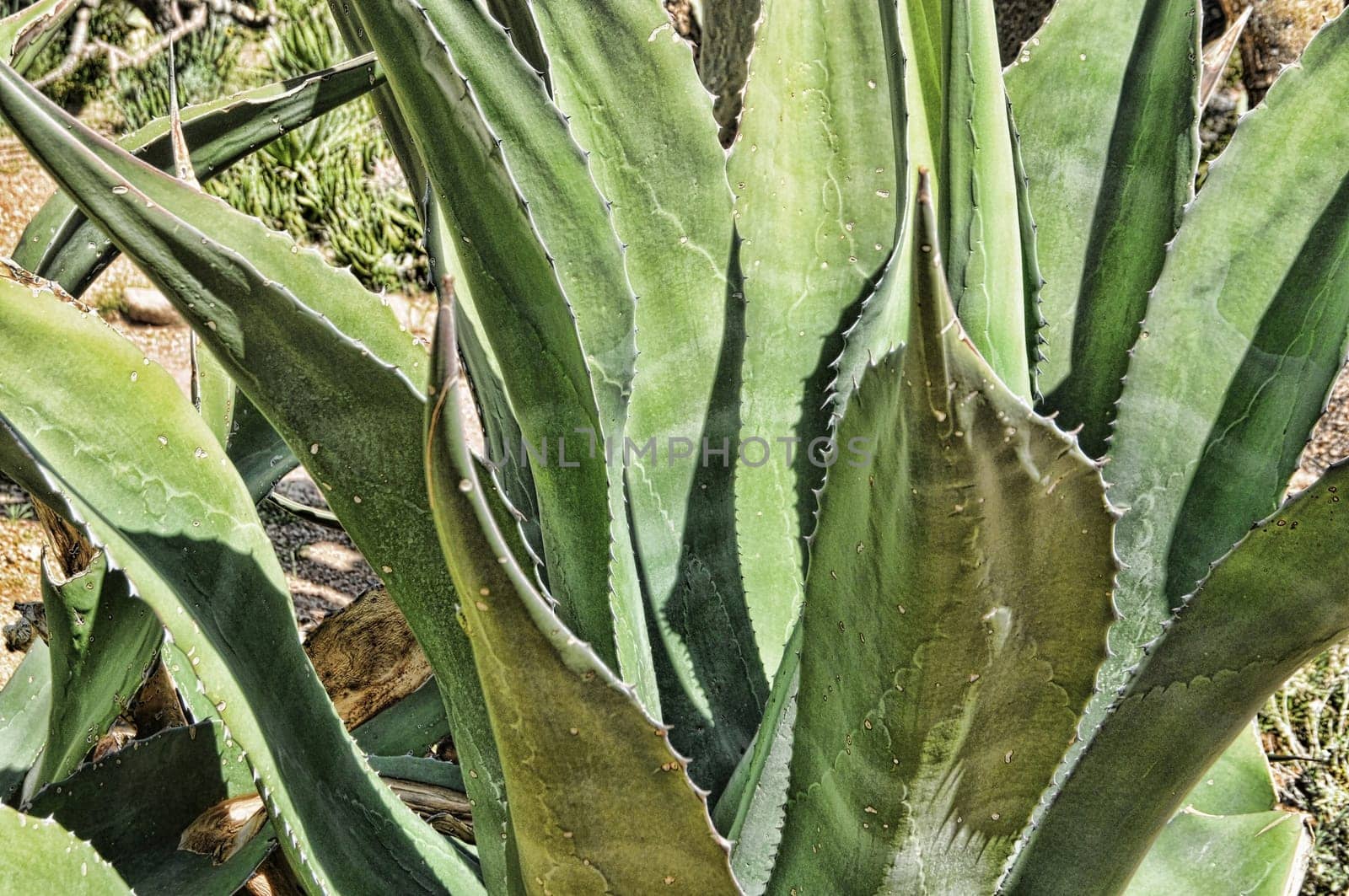Close up and detailed image of an agave century plant