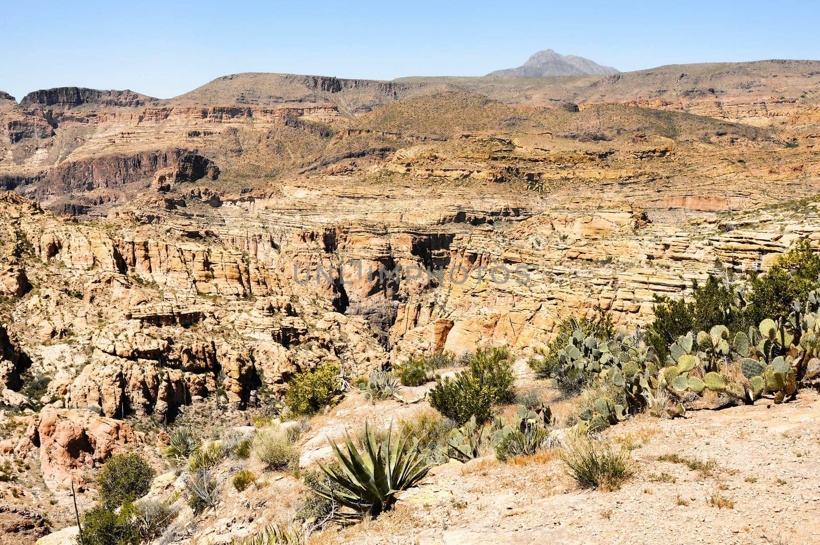 Arizona desert canyon with prickly pear and century plant cacti