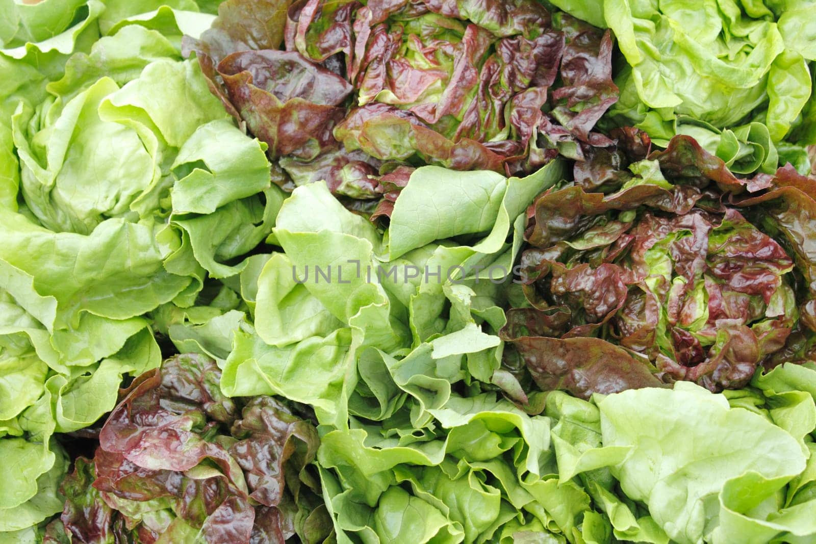 Market display of green and red leaf lettuce.