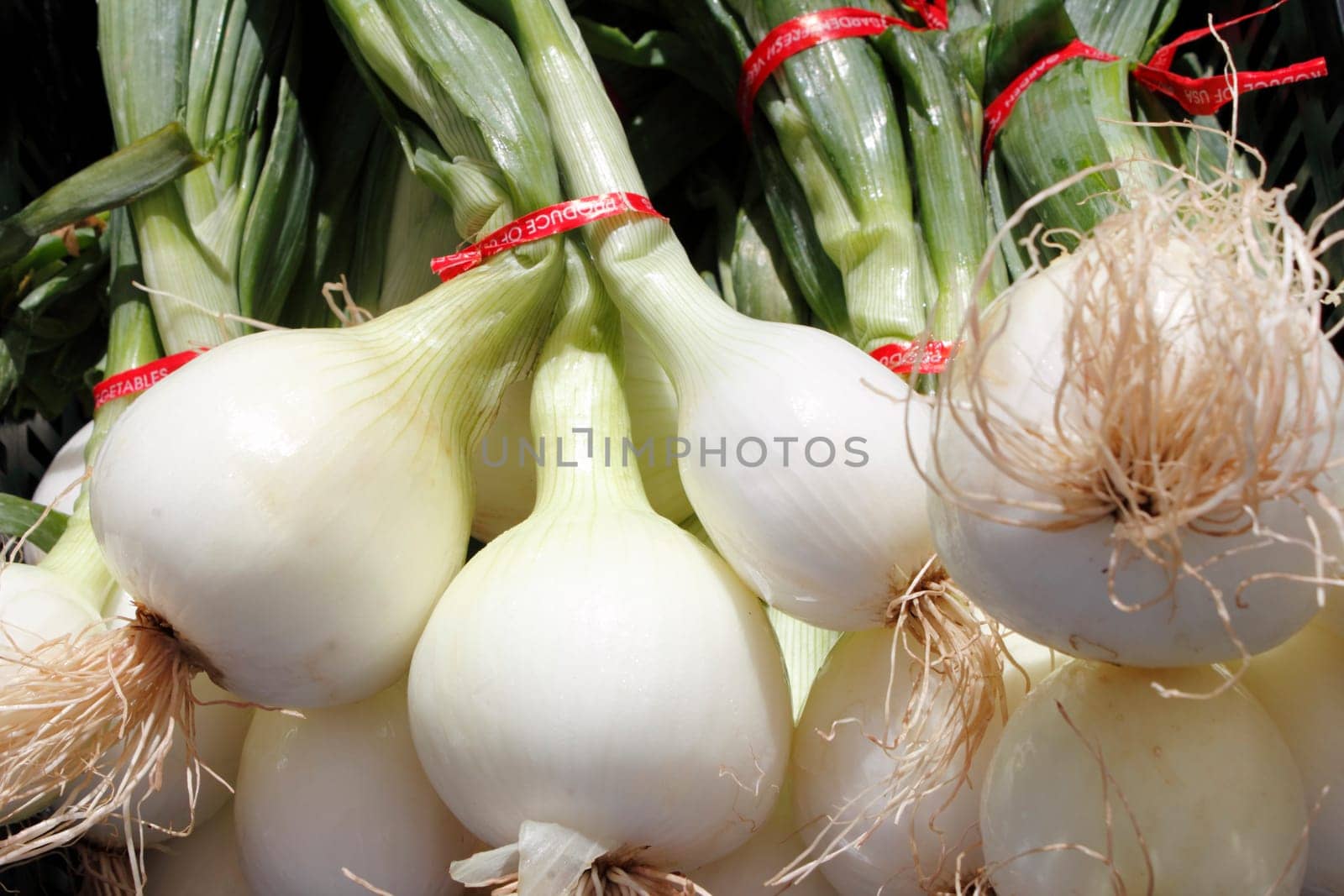 An outdoor display of many bulb white onions with green tops.