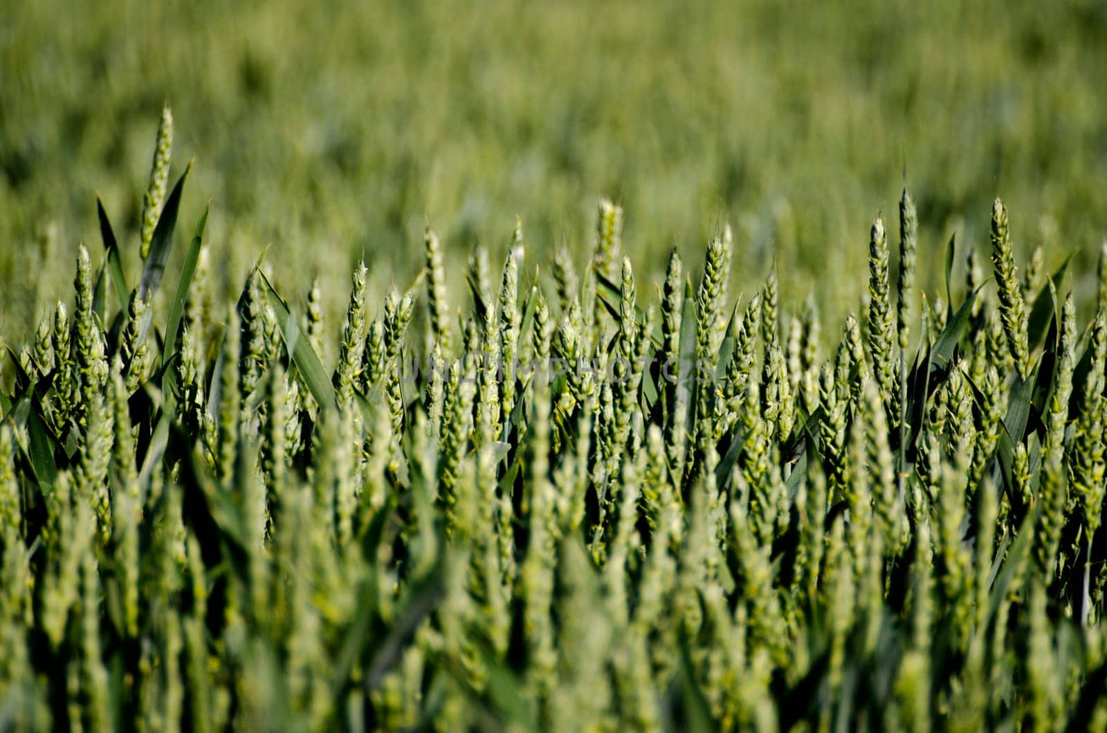 close up of green crop in the sunshine on a field