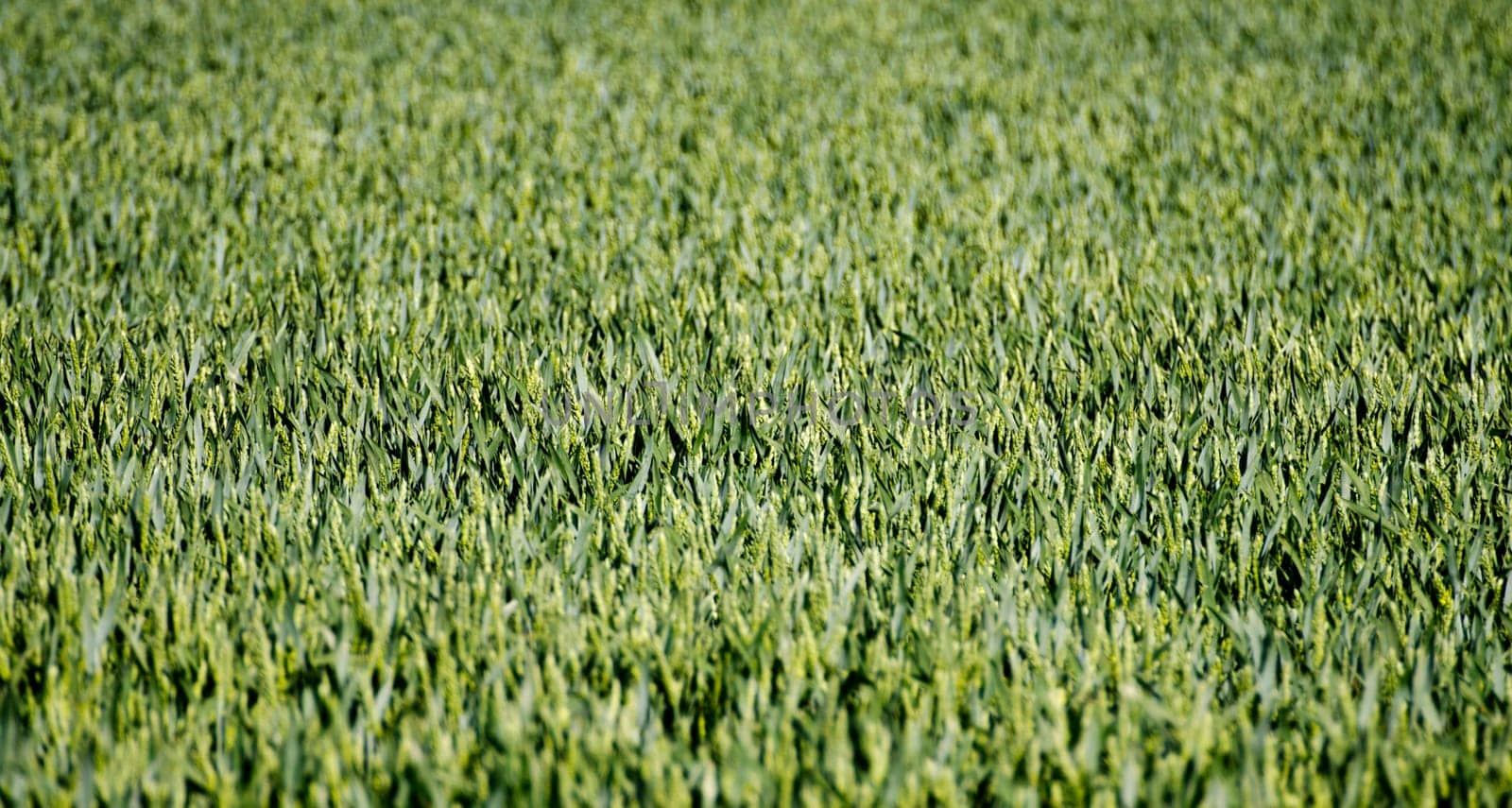 close up of green crop in the sunshine on a field