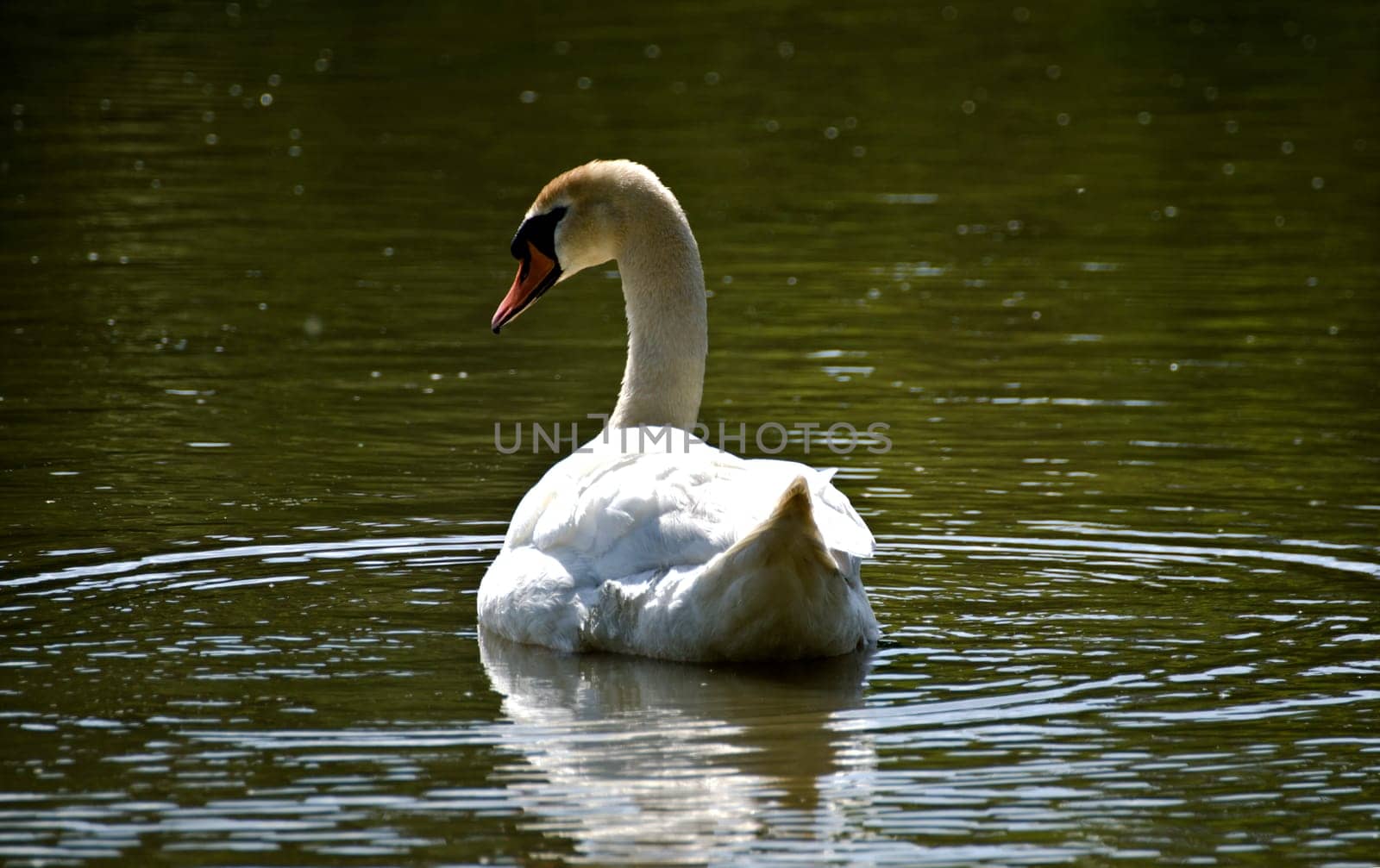 a swan swimming on a lake in the summer sun