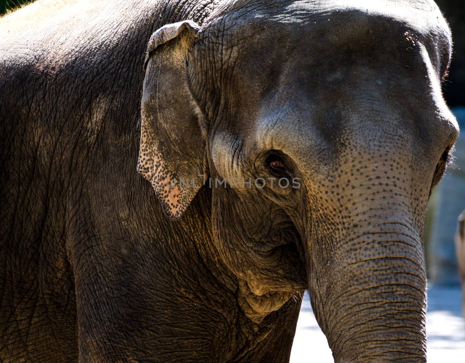 a close up of an asian elephant