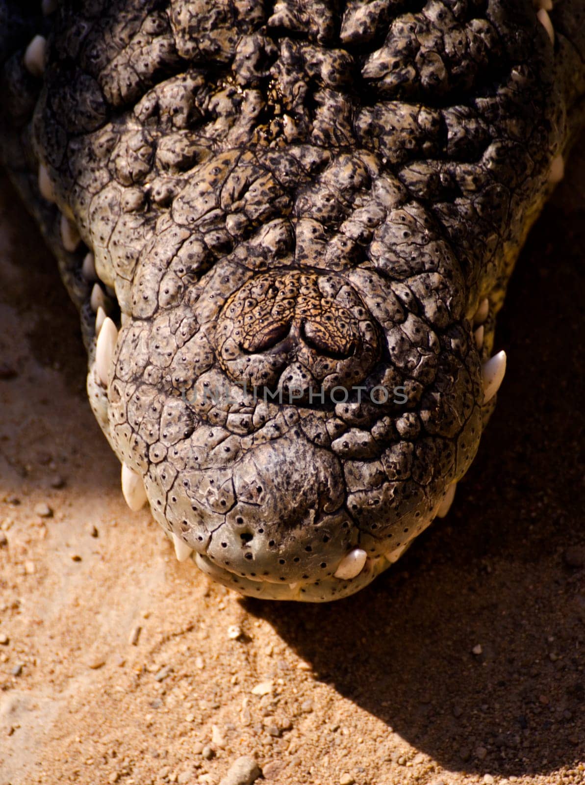 the snout of a crocodile resting on sand