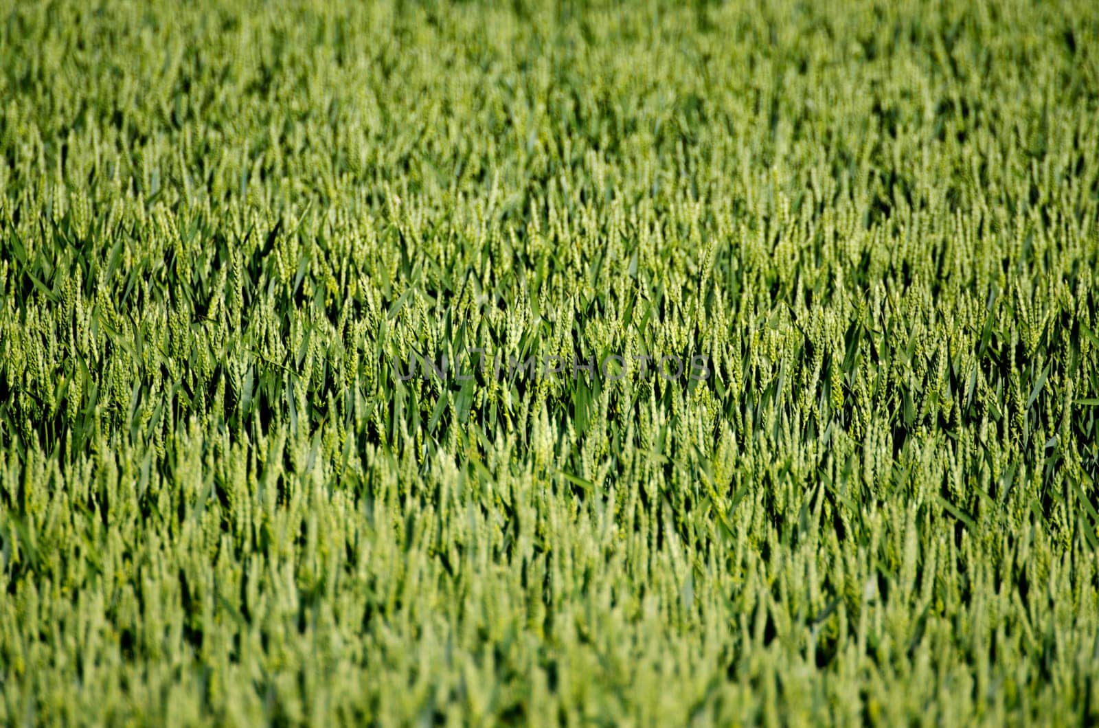 close up of green crop in the sunshine on a field