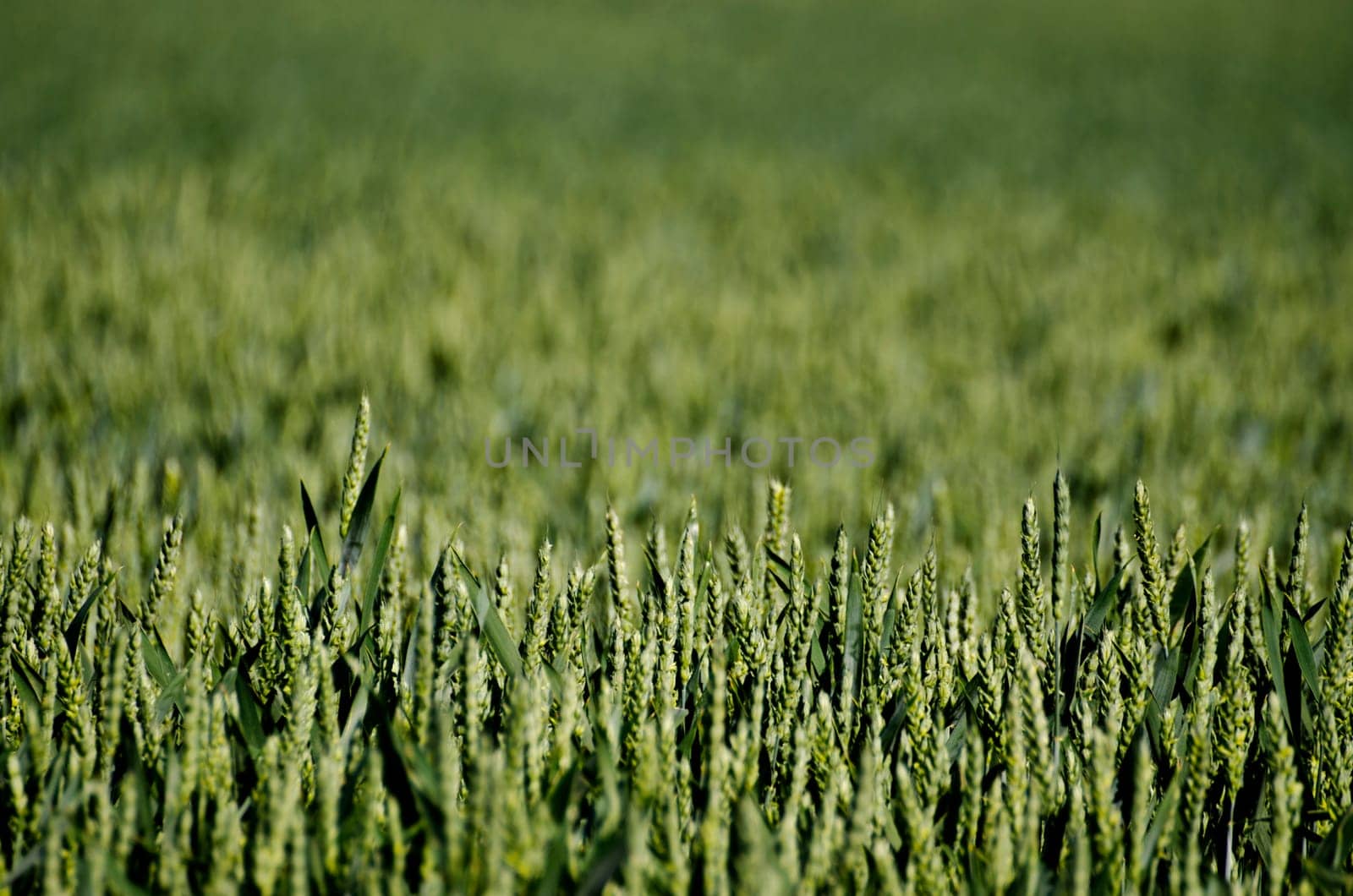 close up of green crop in the sunshine on a field