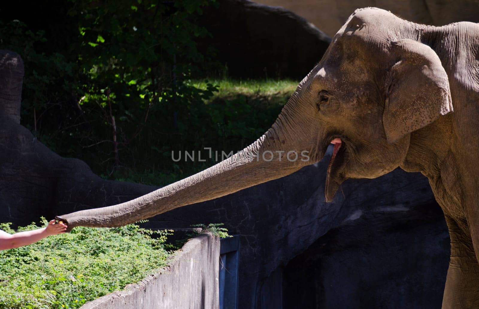 an elephant being feeded by a the hand of a person