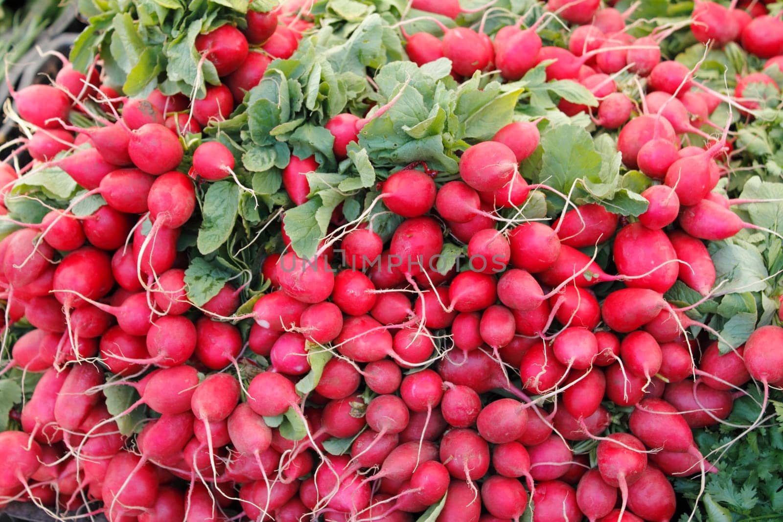 Many bunches of red radishes for sale are displayed outside at a Farmers Market.