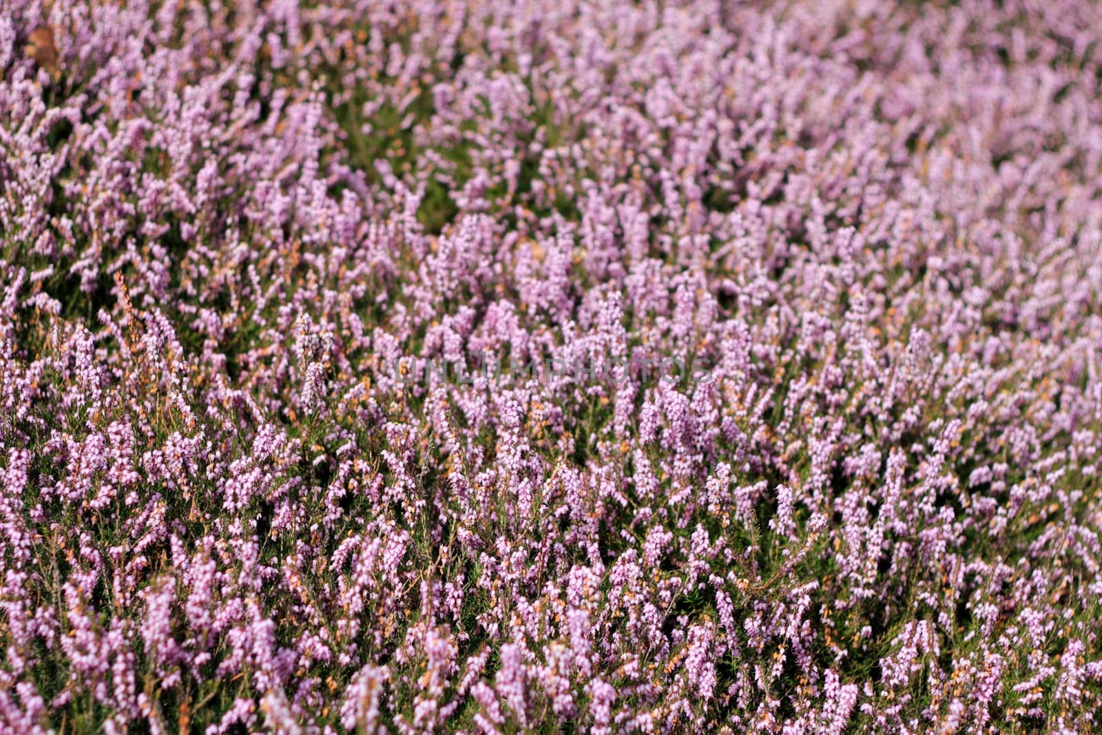 Large planting of delicate purple flowers with small green leaves on a spring day.