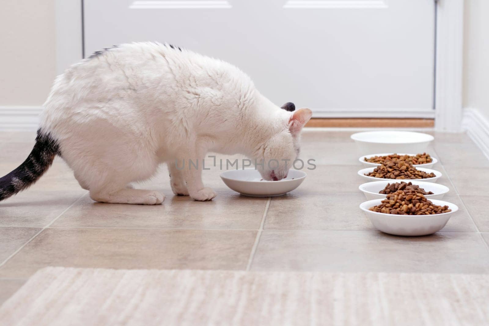 Adult feline eating wet cat food with four different bowls of dry food and water also available.