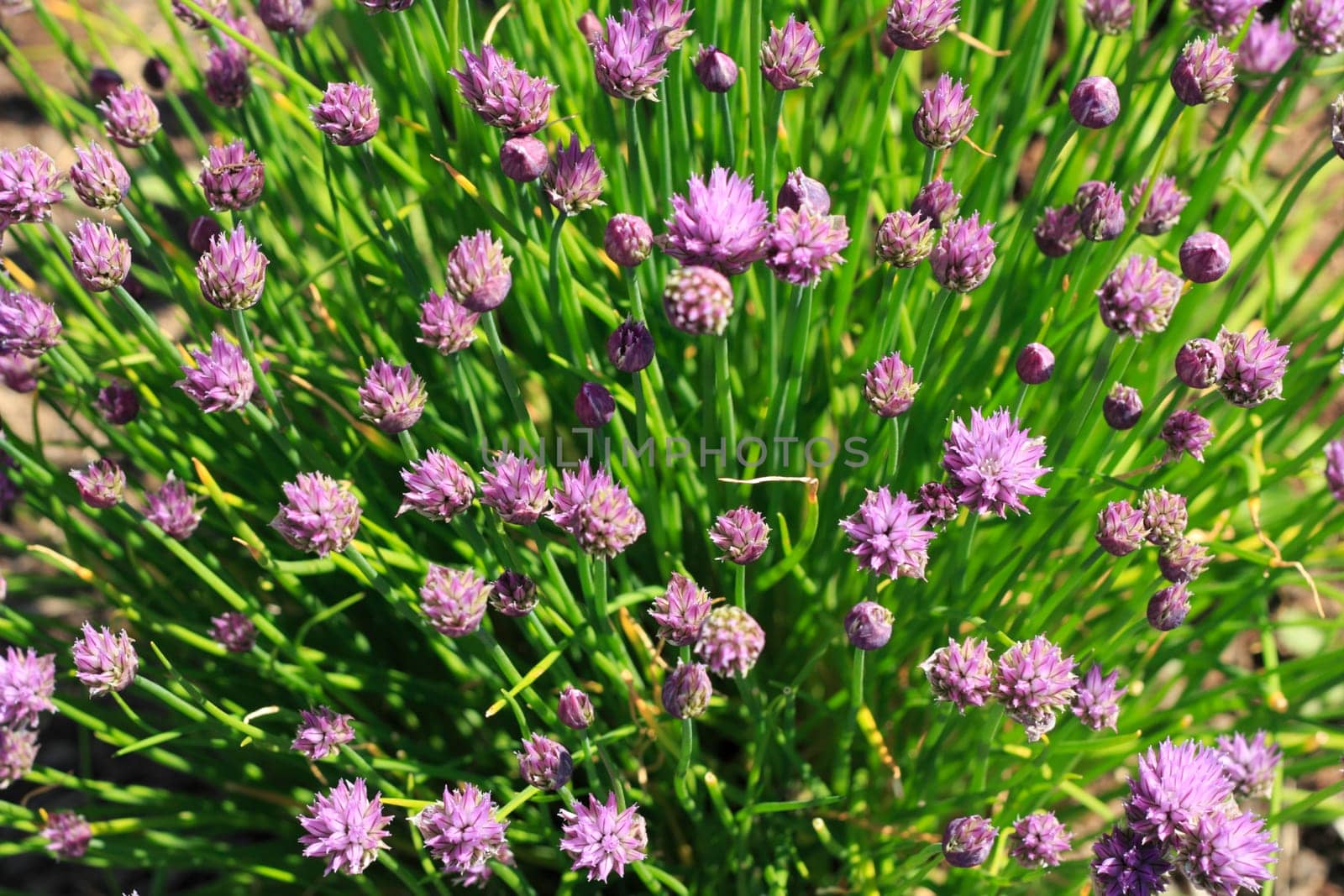 Close-up of outdoor garden growing purple flower chives in the spring sun.