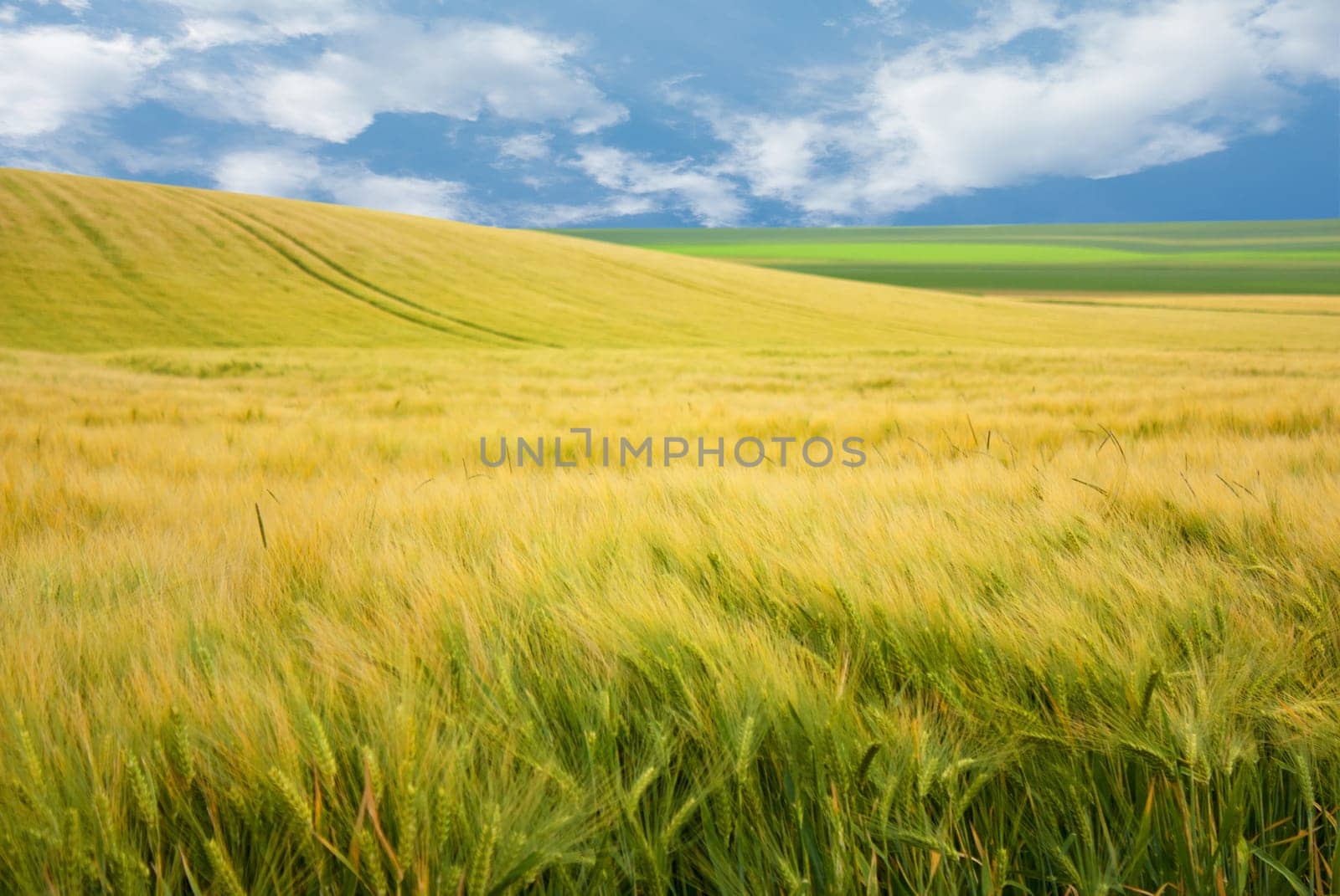Landscape of wheat field in France