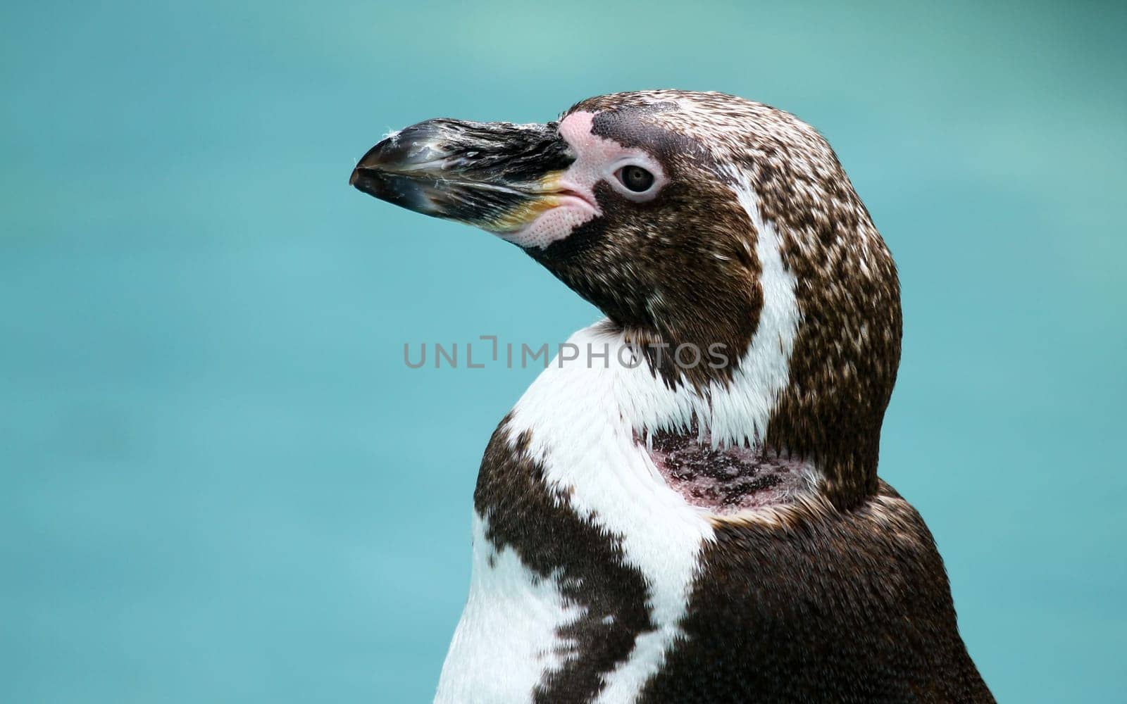 Penguin Portrait