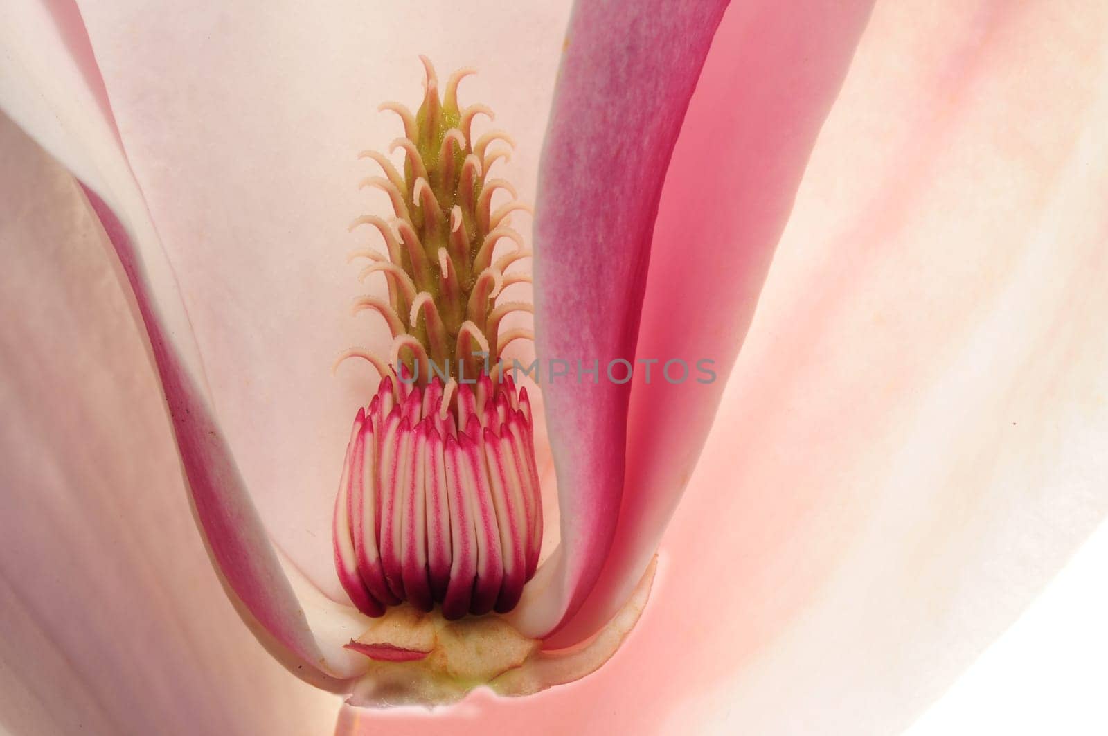 Magnolia