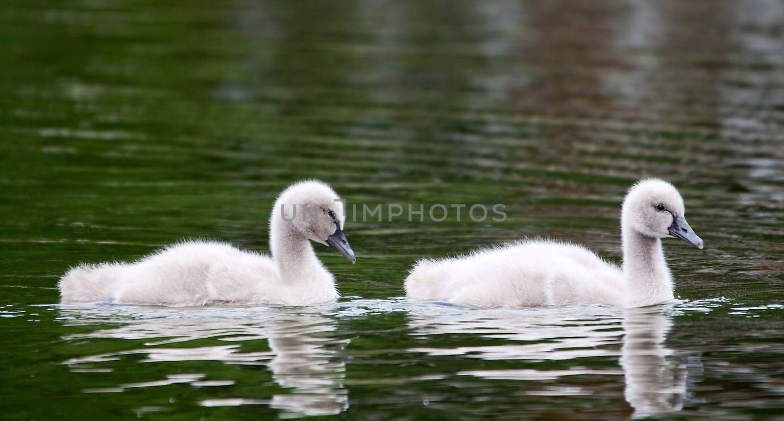 2 chicks