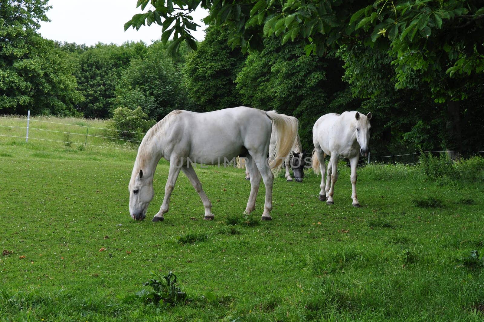 Horses