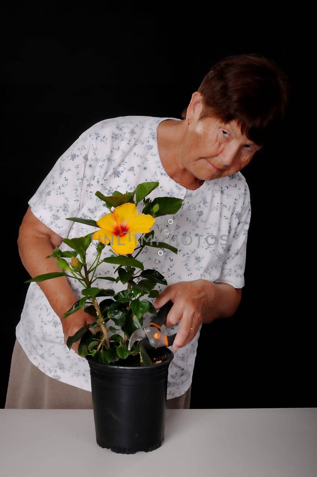 A Senior woman tending to a hibiscus