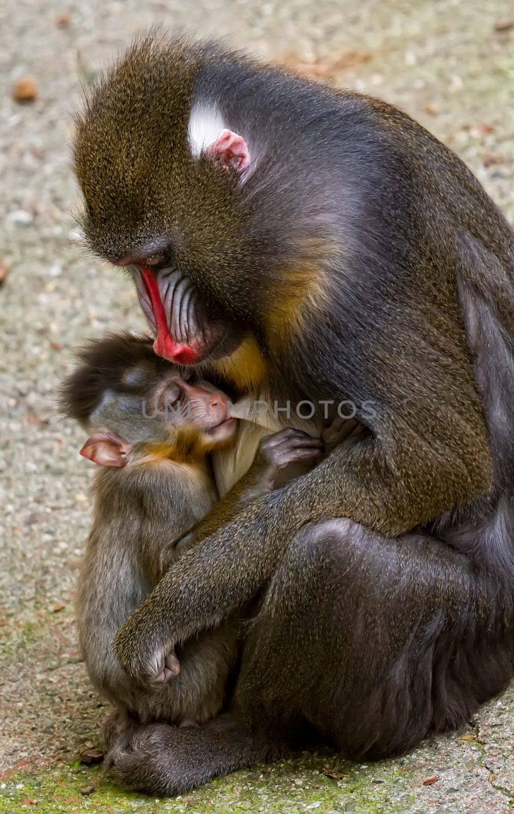 Mandrill female with her ??calf, when feeding your child.