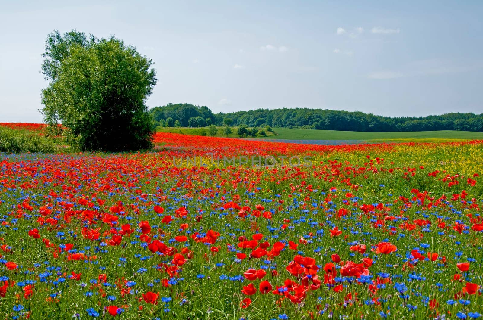 Flower meadow in Mecklenburg