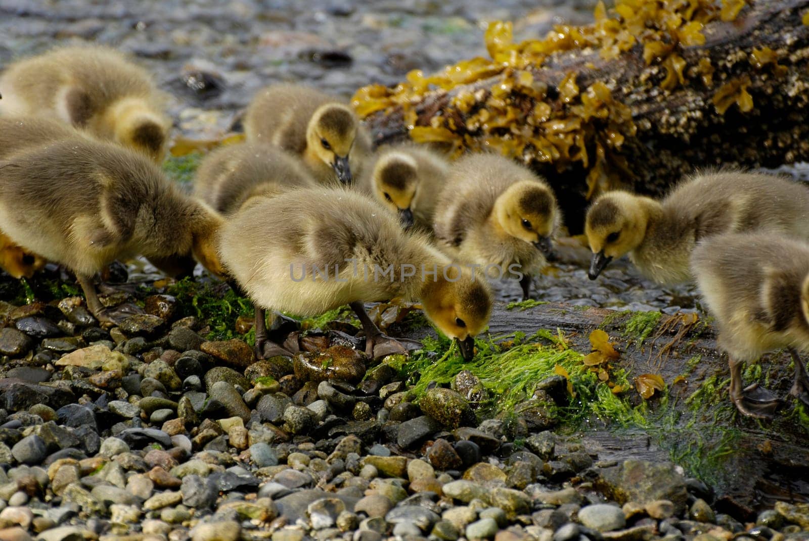 Duck baby try to find food